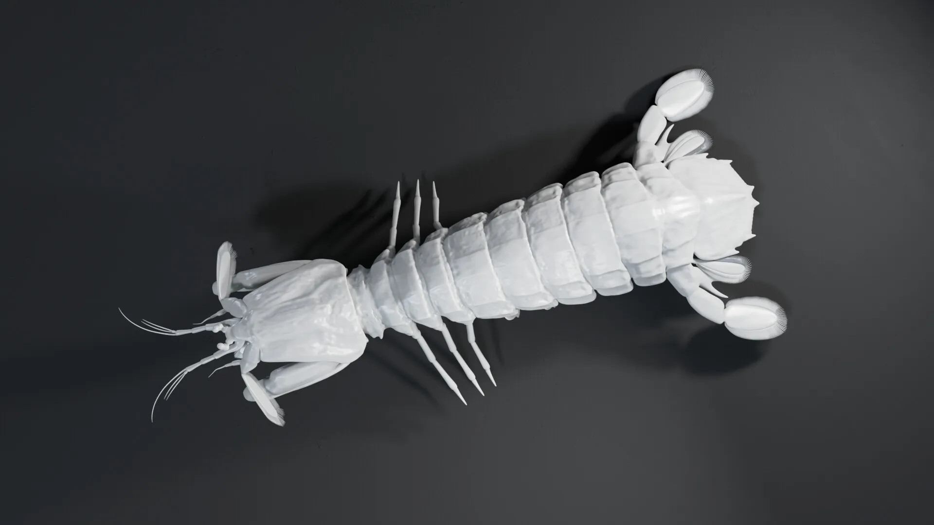 Mantis Shrimp (Squilla empusa) — image 2