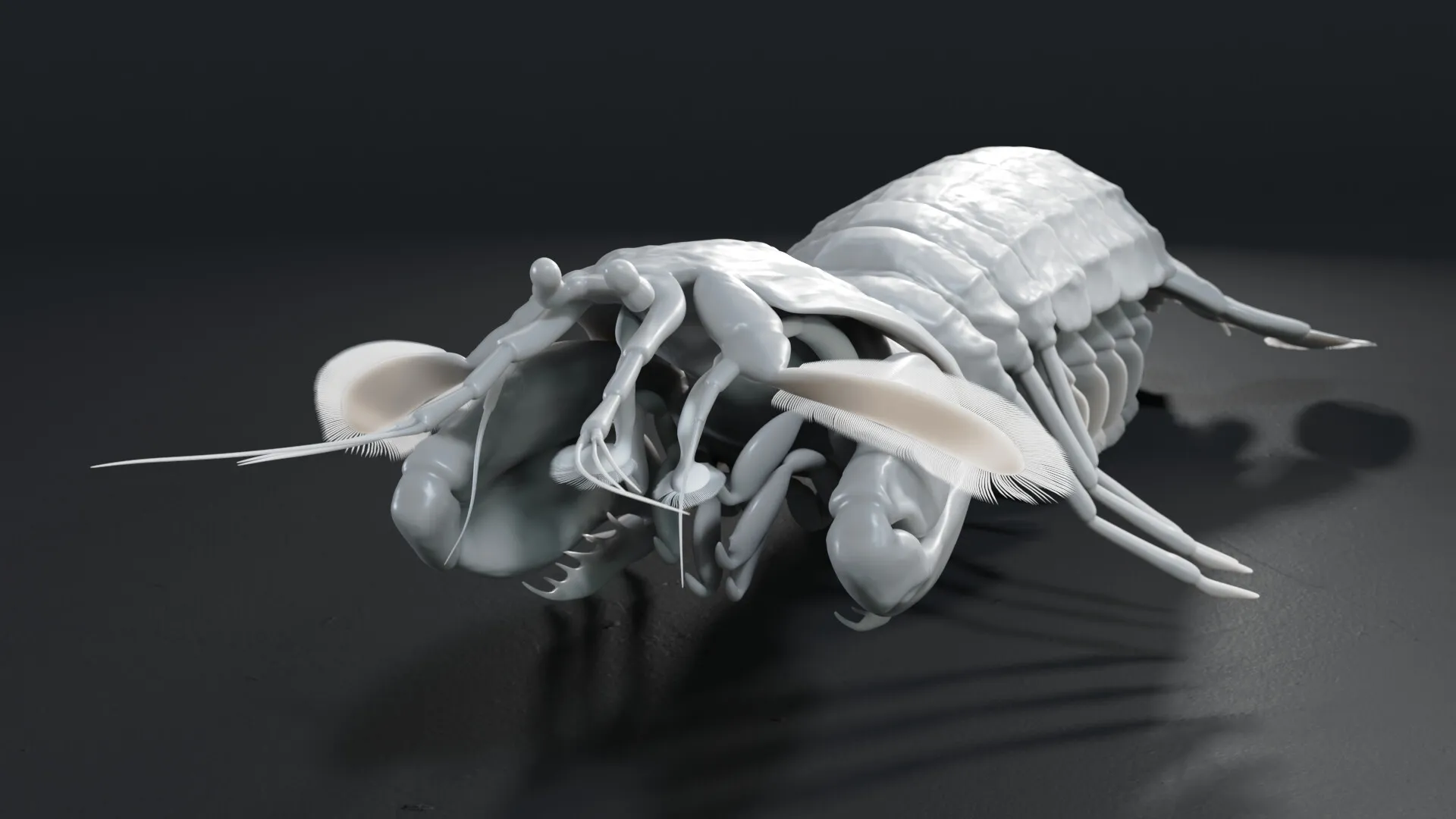 Mantis Shrimp (Squilla empusa) — image 3
