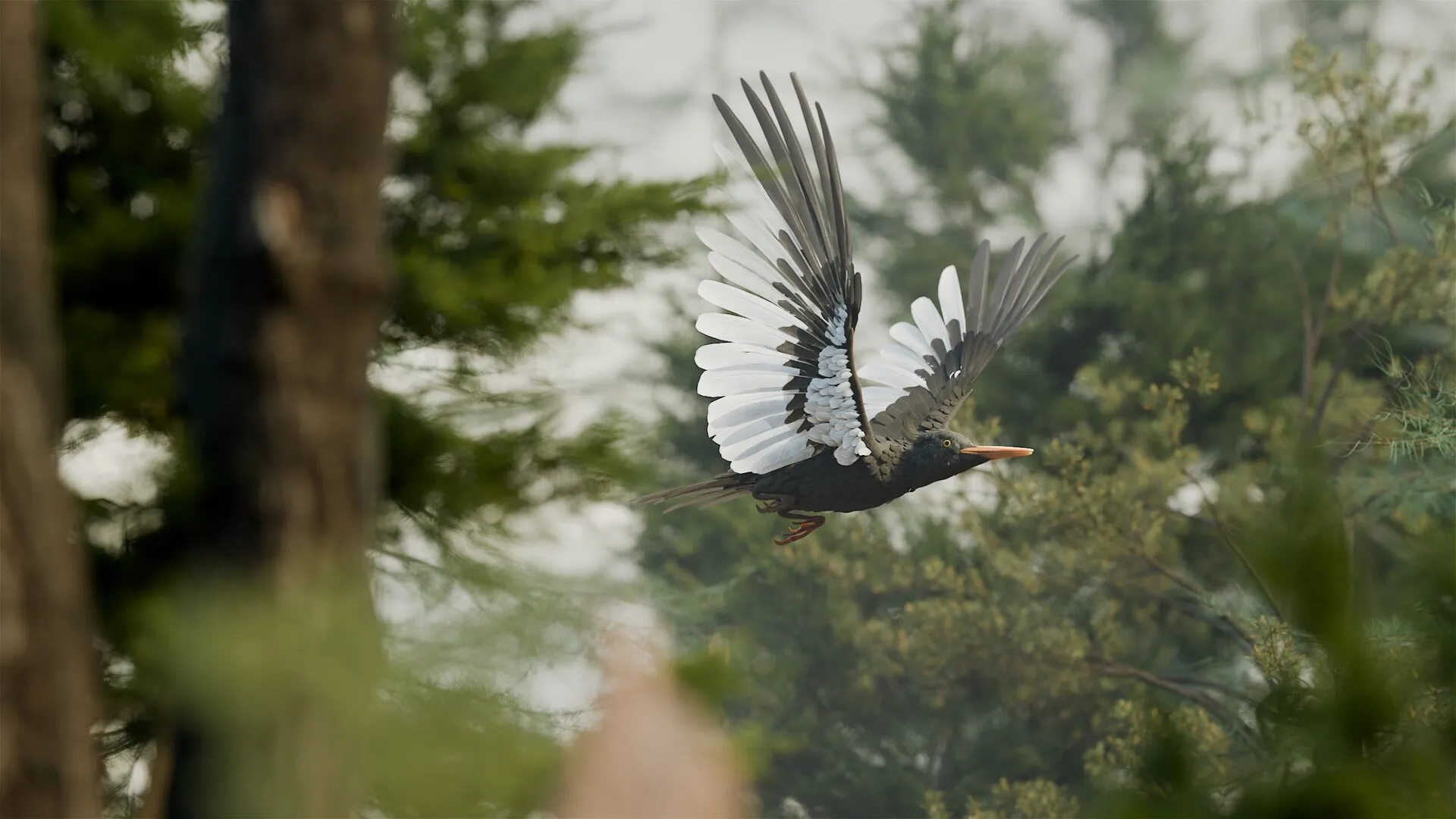 Imperial Woodpecker (Campephilus imperialis)