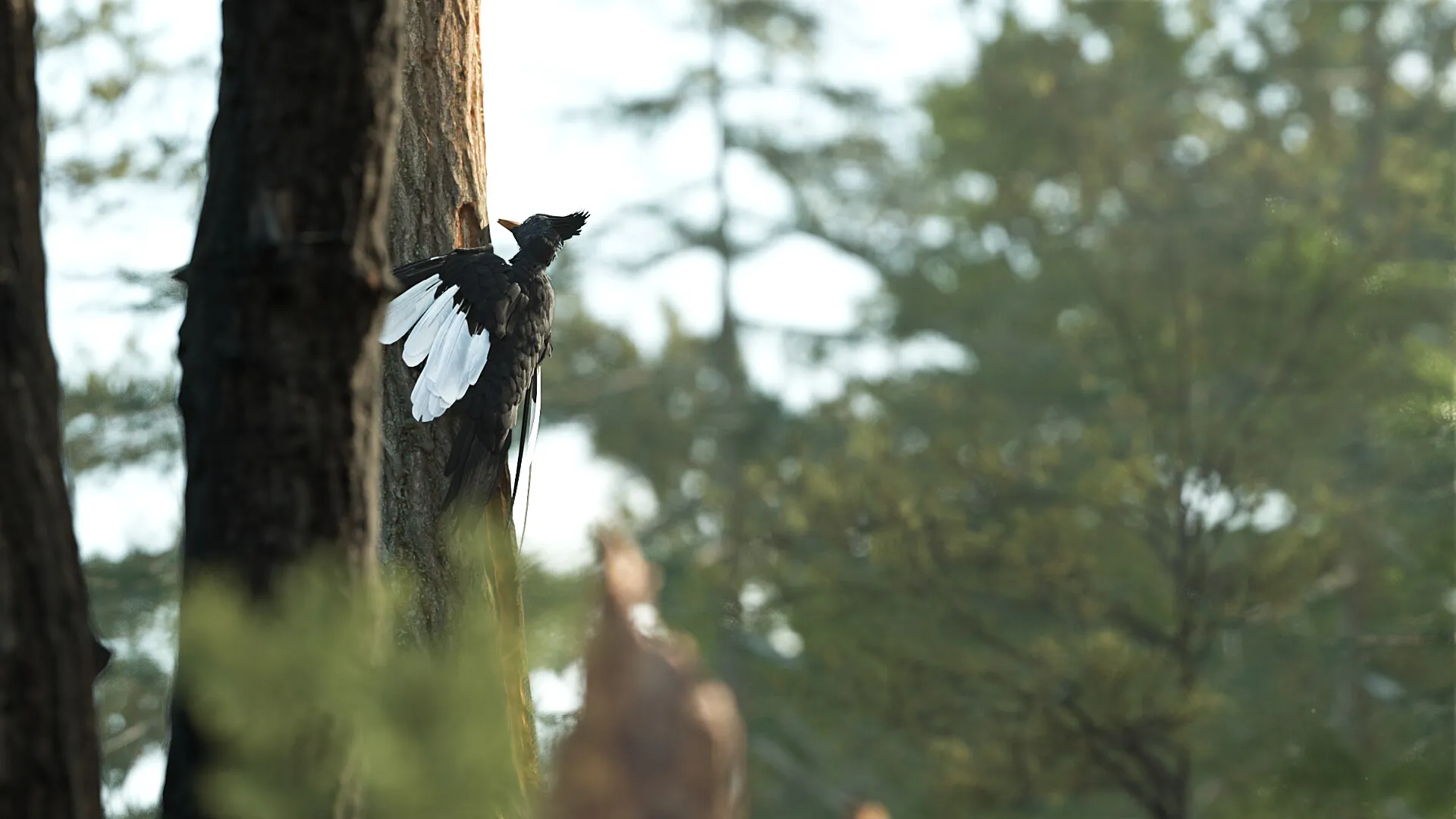 Imperial Woodpecker (Campephilus imperialis) — image 3