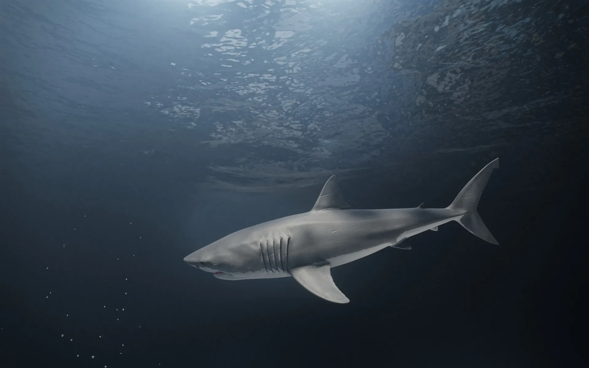 The World of Sharks