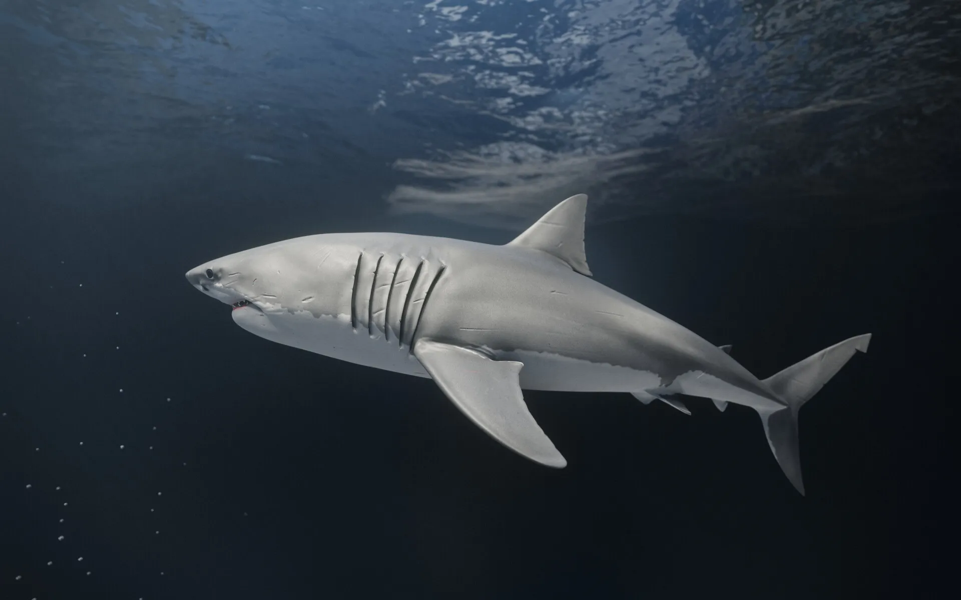 The World of Sharks — image 2