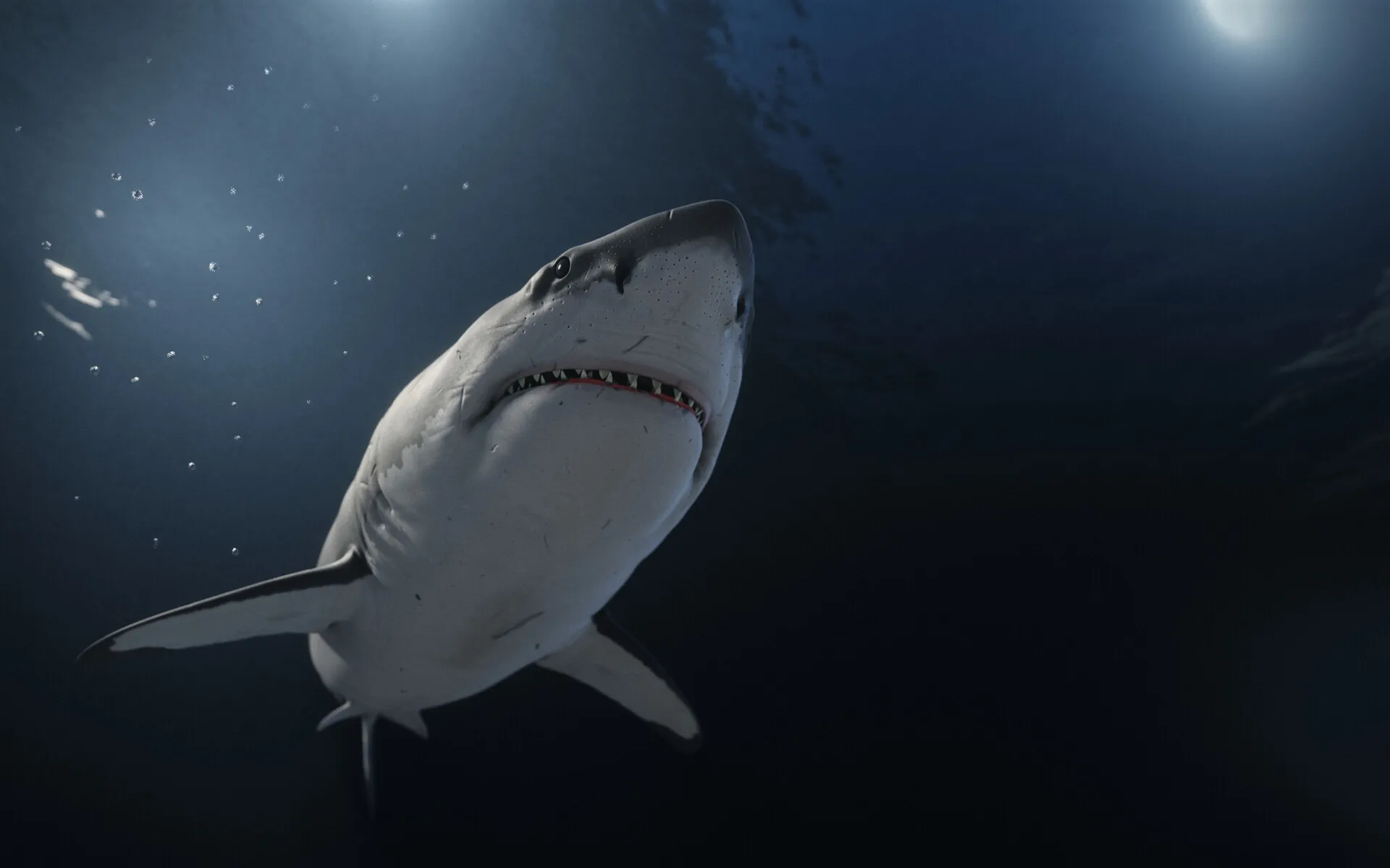 The World of Sharks — image 3