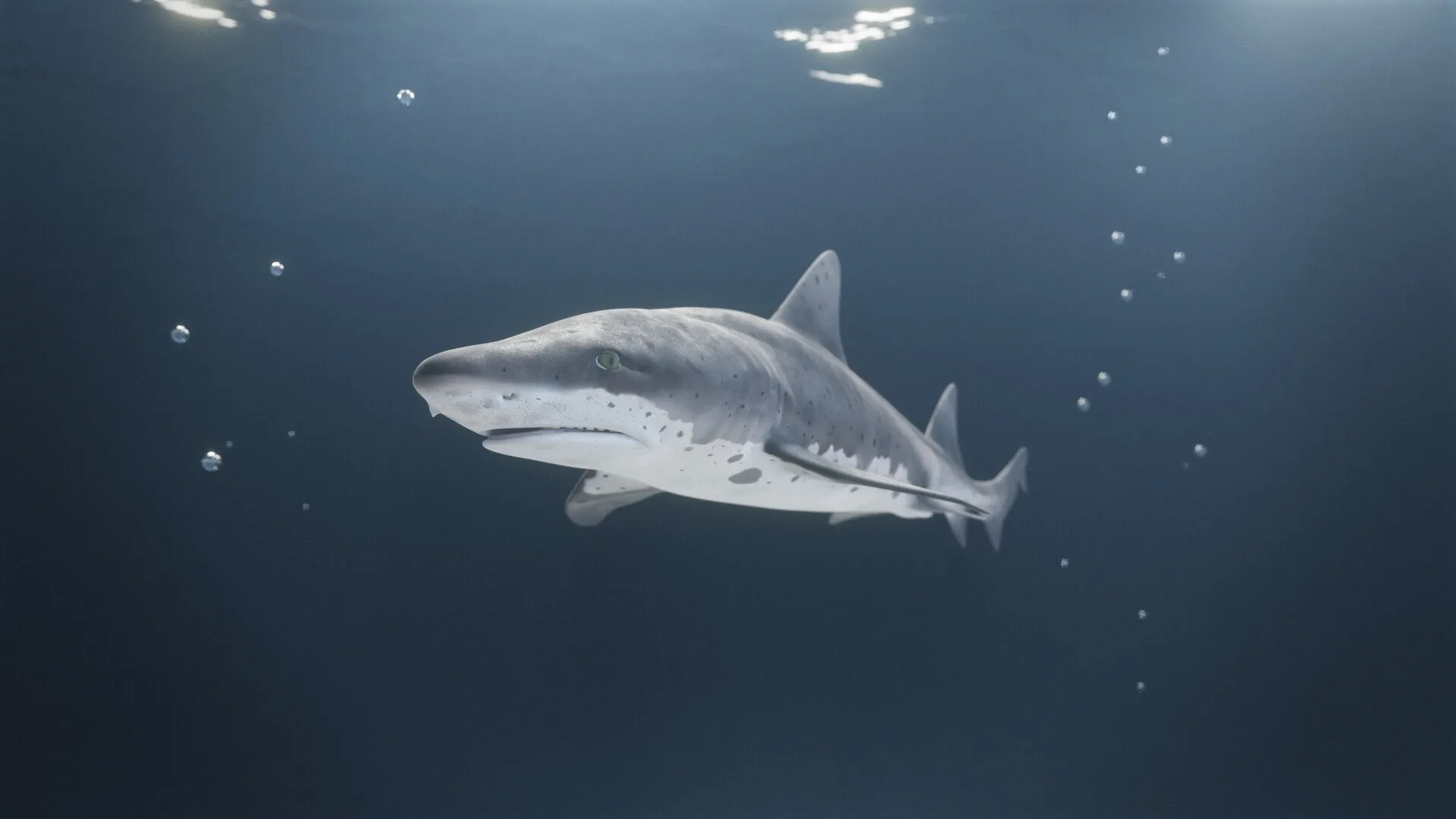 The World of Sharks — image 4