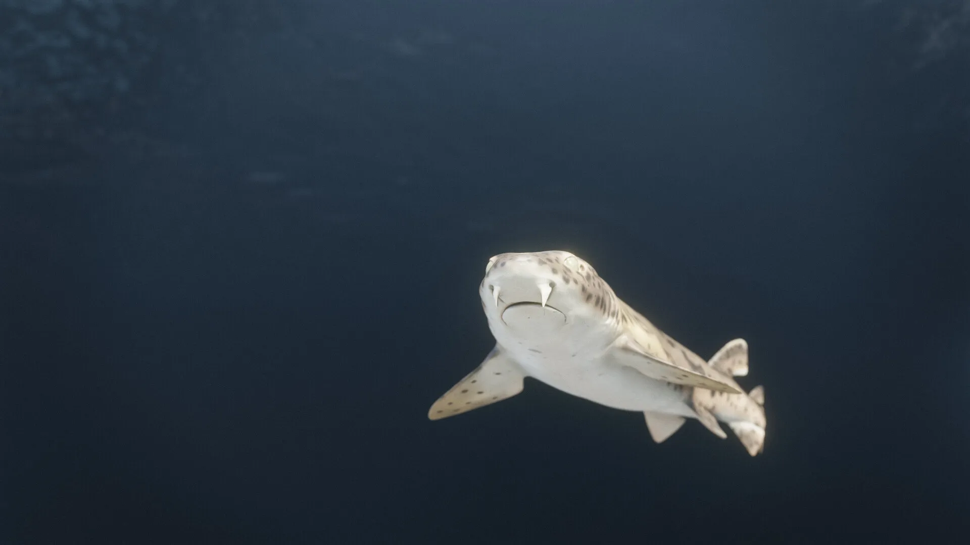 The World of Sharks — image 5