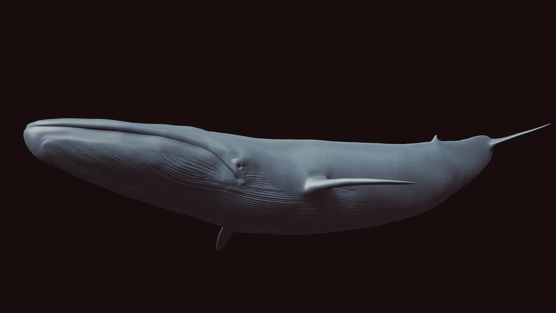 Blue Whale (Balaenoptera musculus)