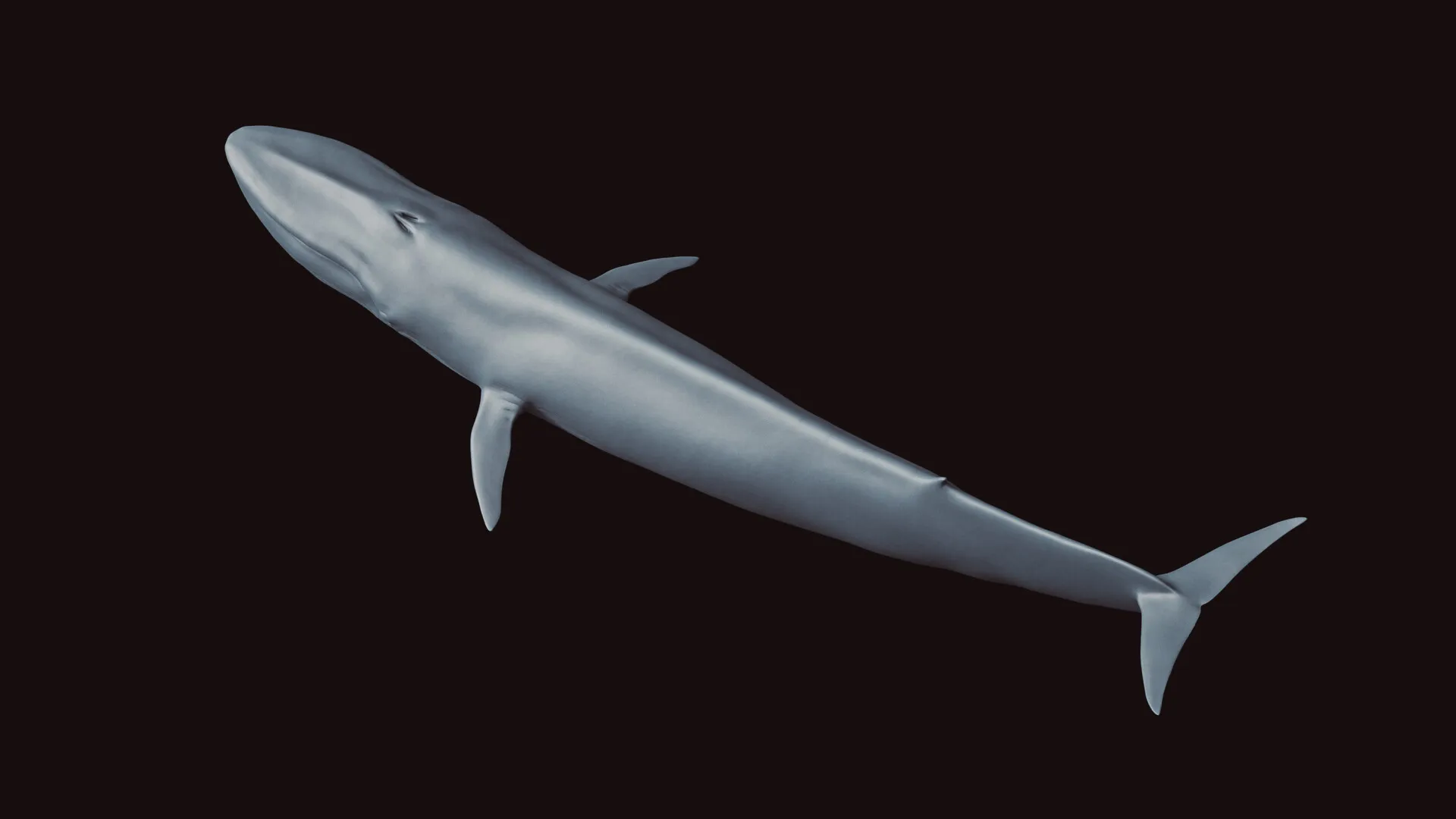 Blue Whale (Balaenoptera musculus) — image 2