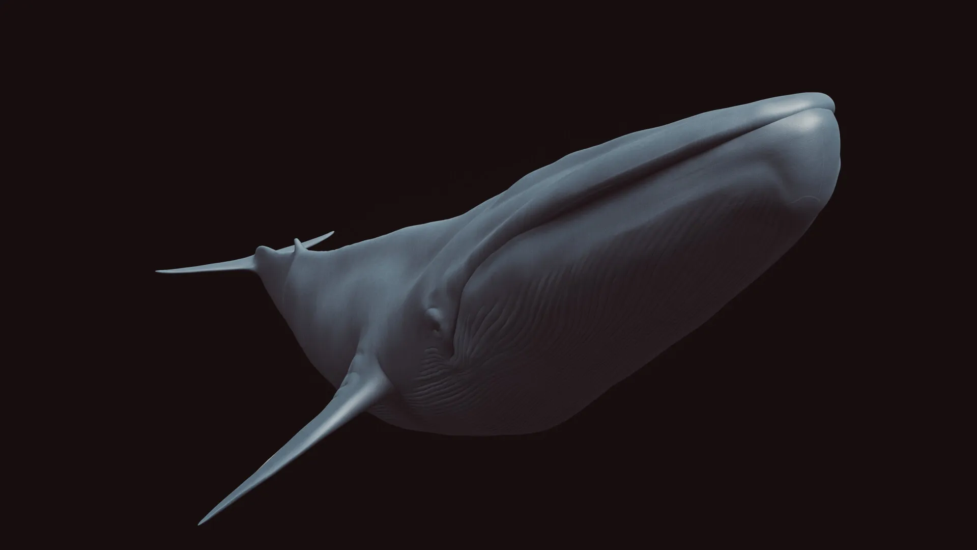 Blue Whale (Balaenoptera musculus) — image 3