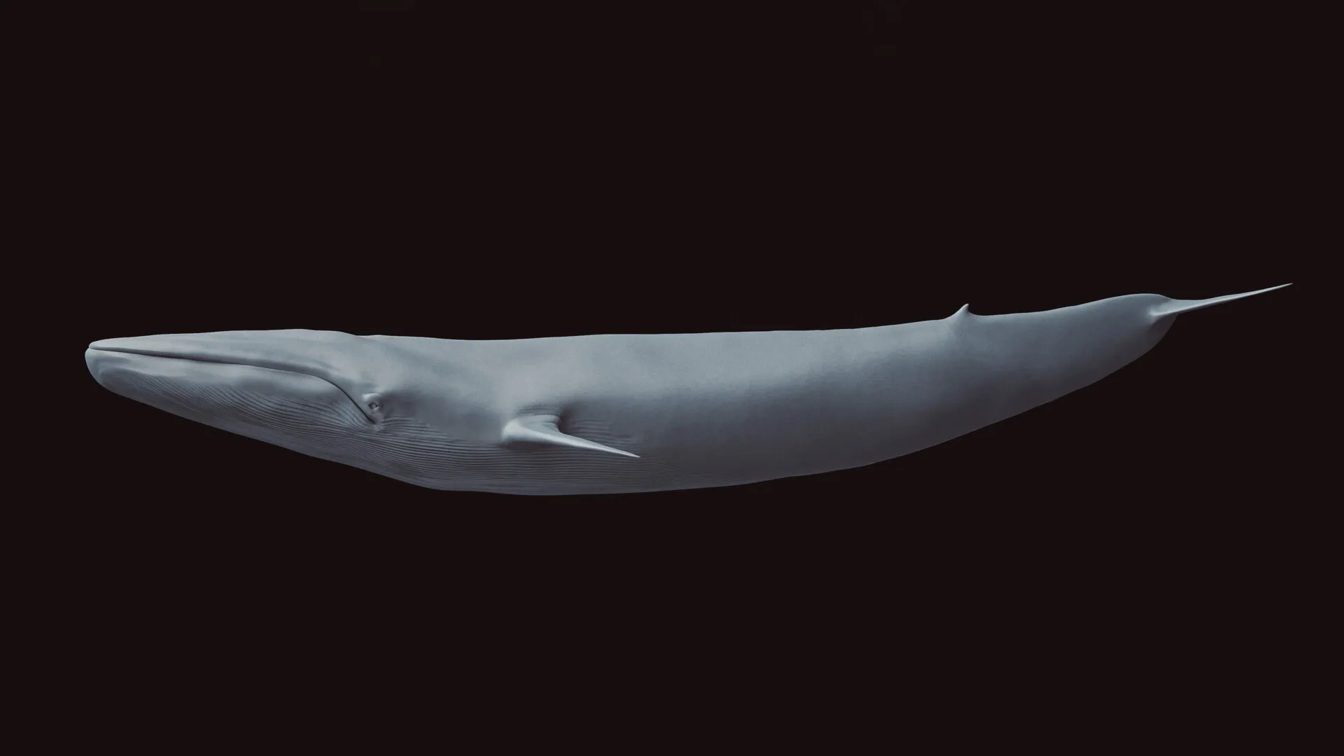 Blue Whale (Balaenoptera musculus) — image 4