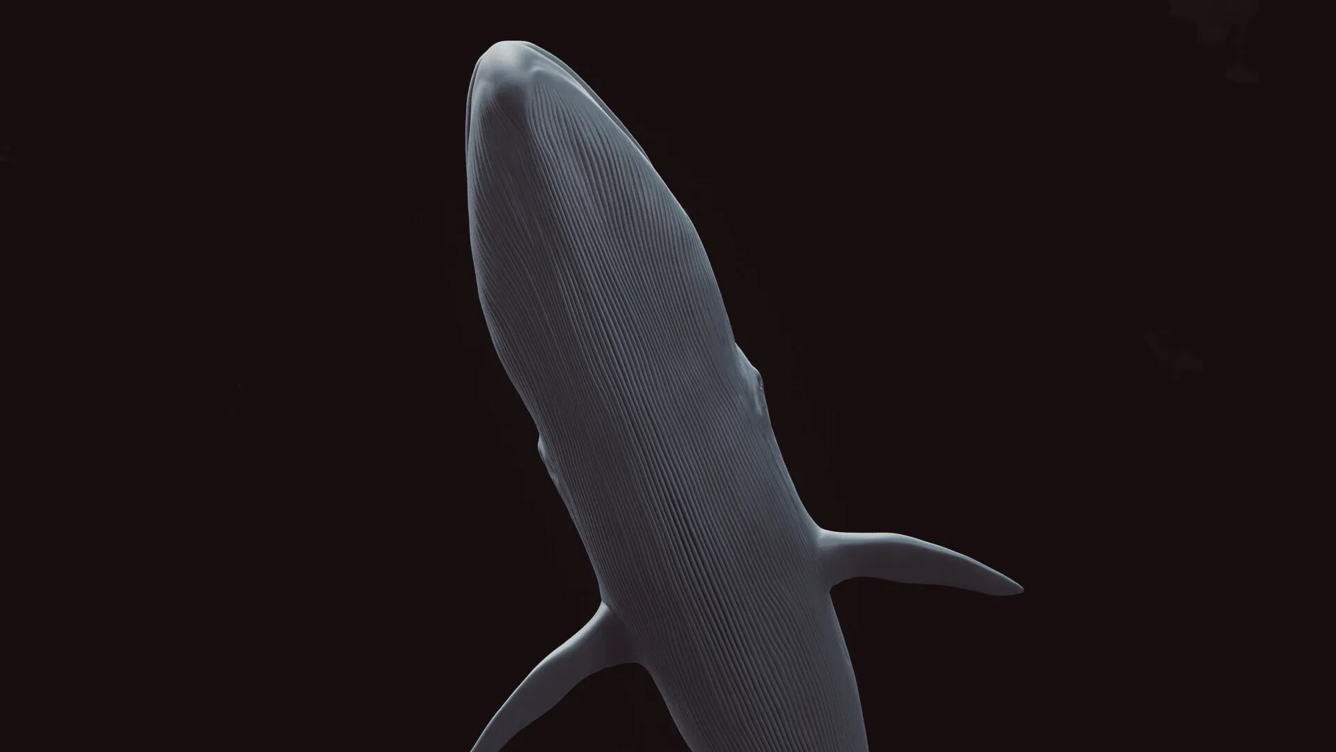 Blue Whale (Balaenoptera musculus) — image 5