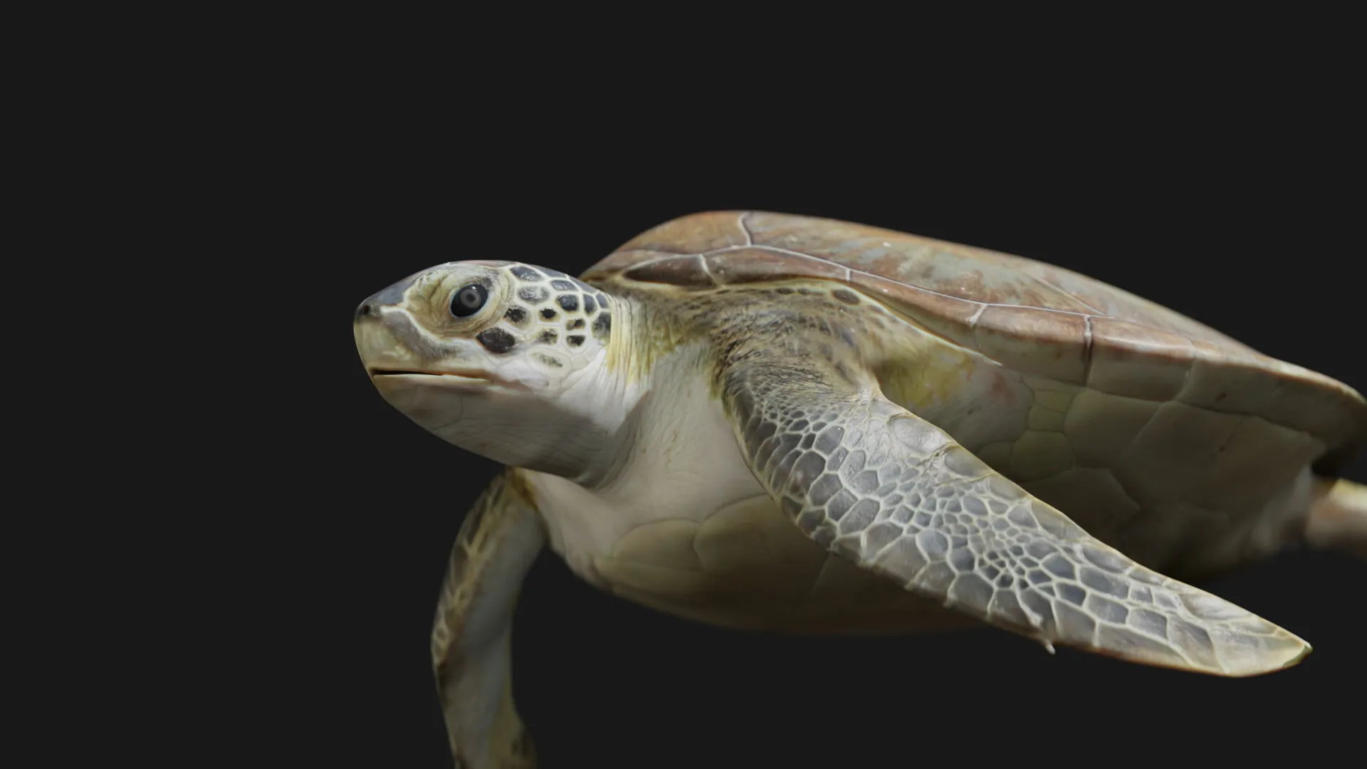 Juvenile Green Sea Turtle