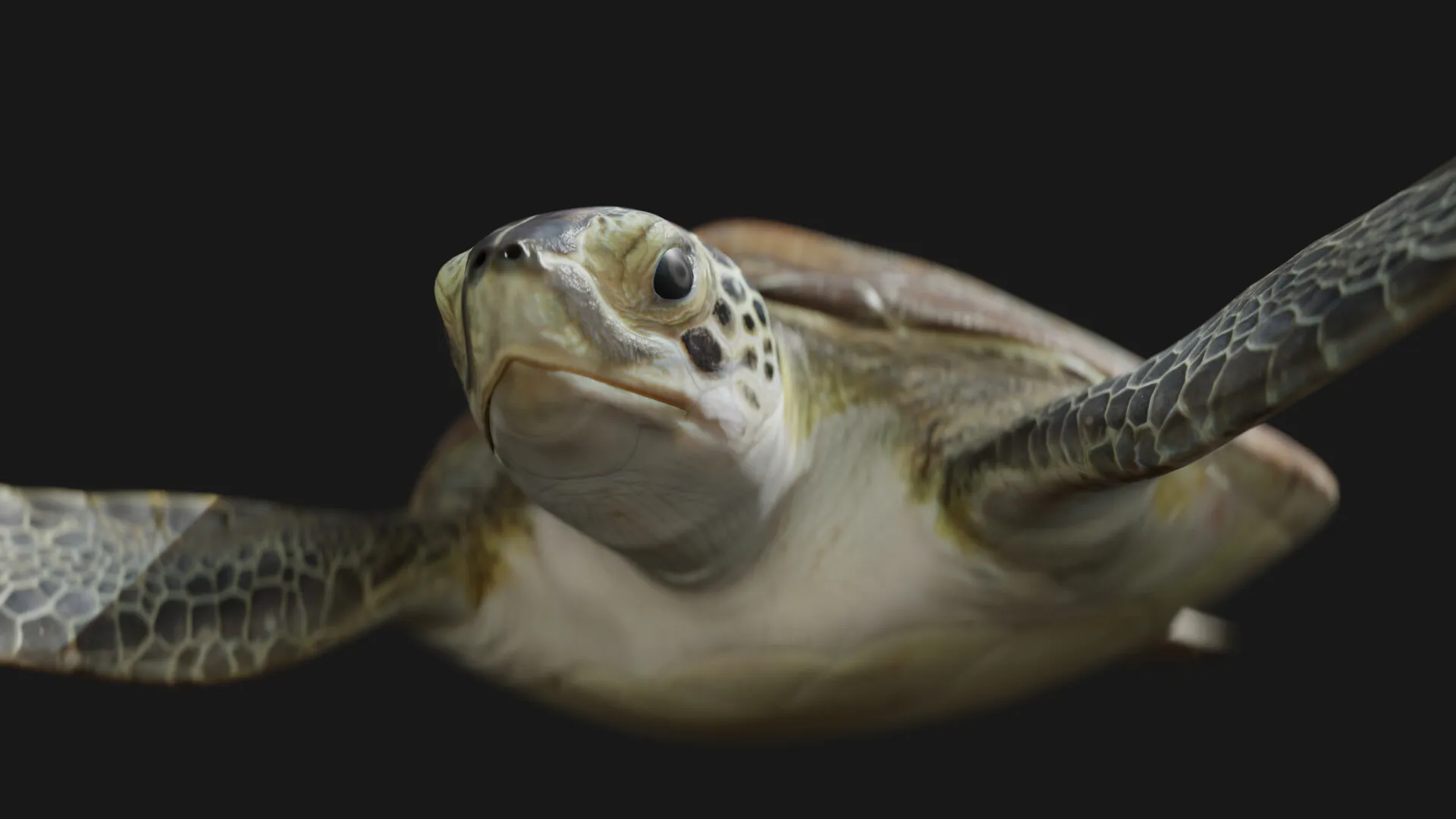 Juvenile Green Sea Turtle — image 2