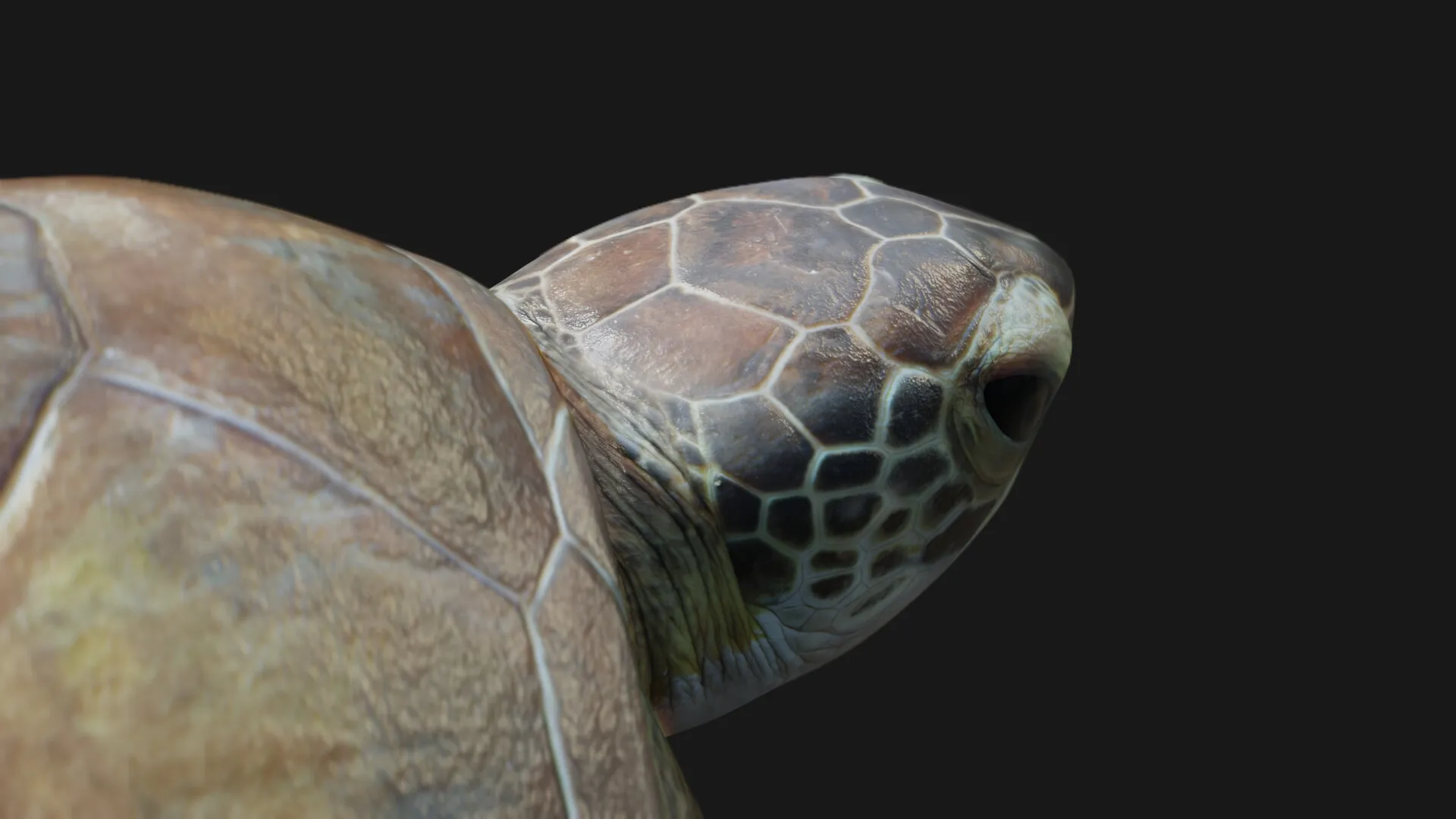 Juvenile Green Sea Turtle — image 3