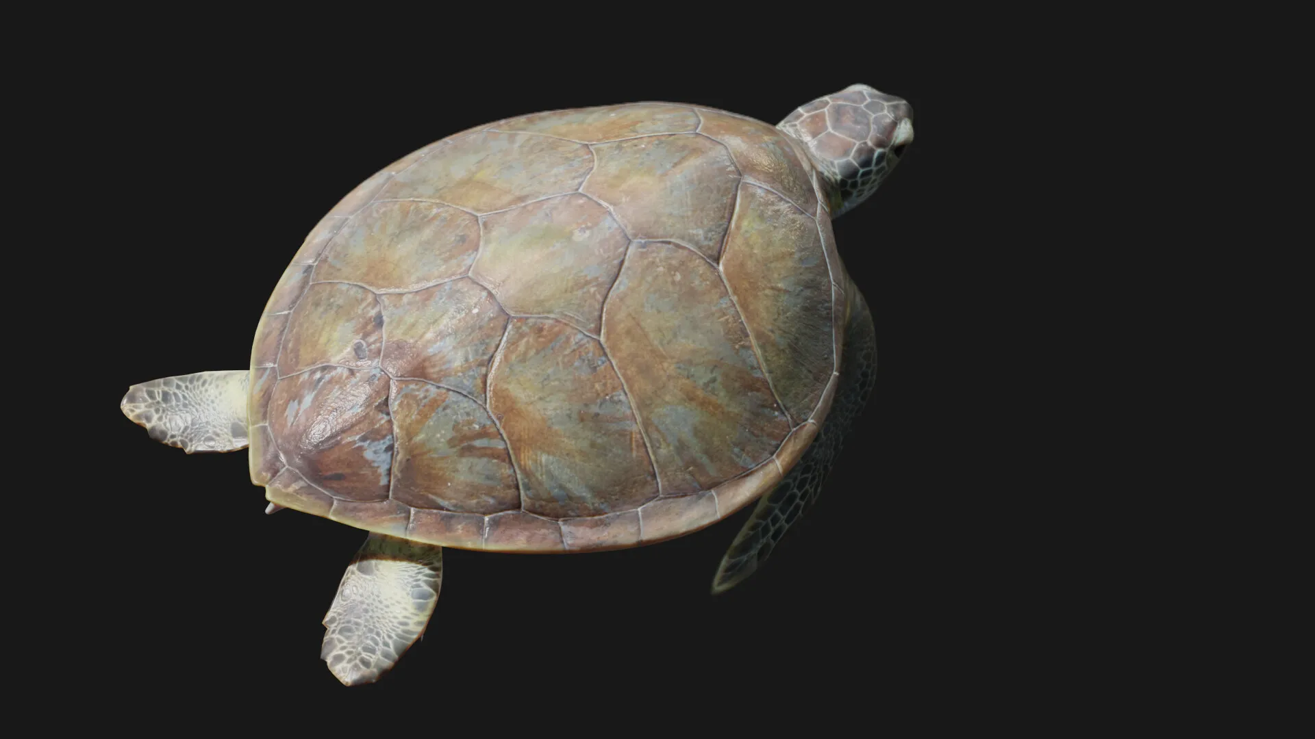 Juvenile Green Sea Turtle — image 4