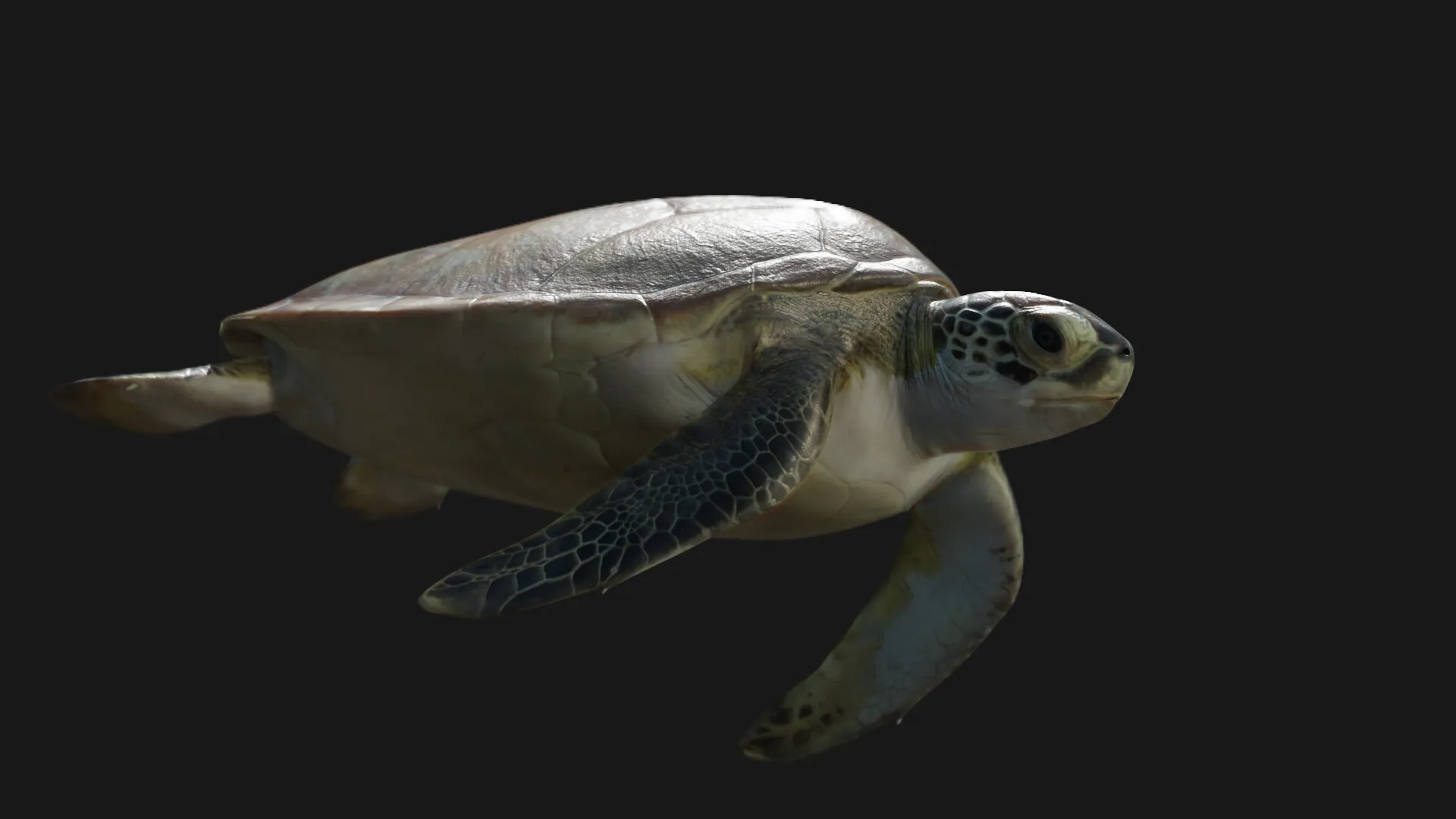 Juvenile Green Sea Turtle — image 5