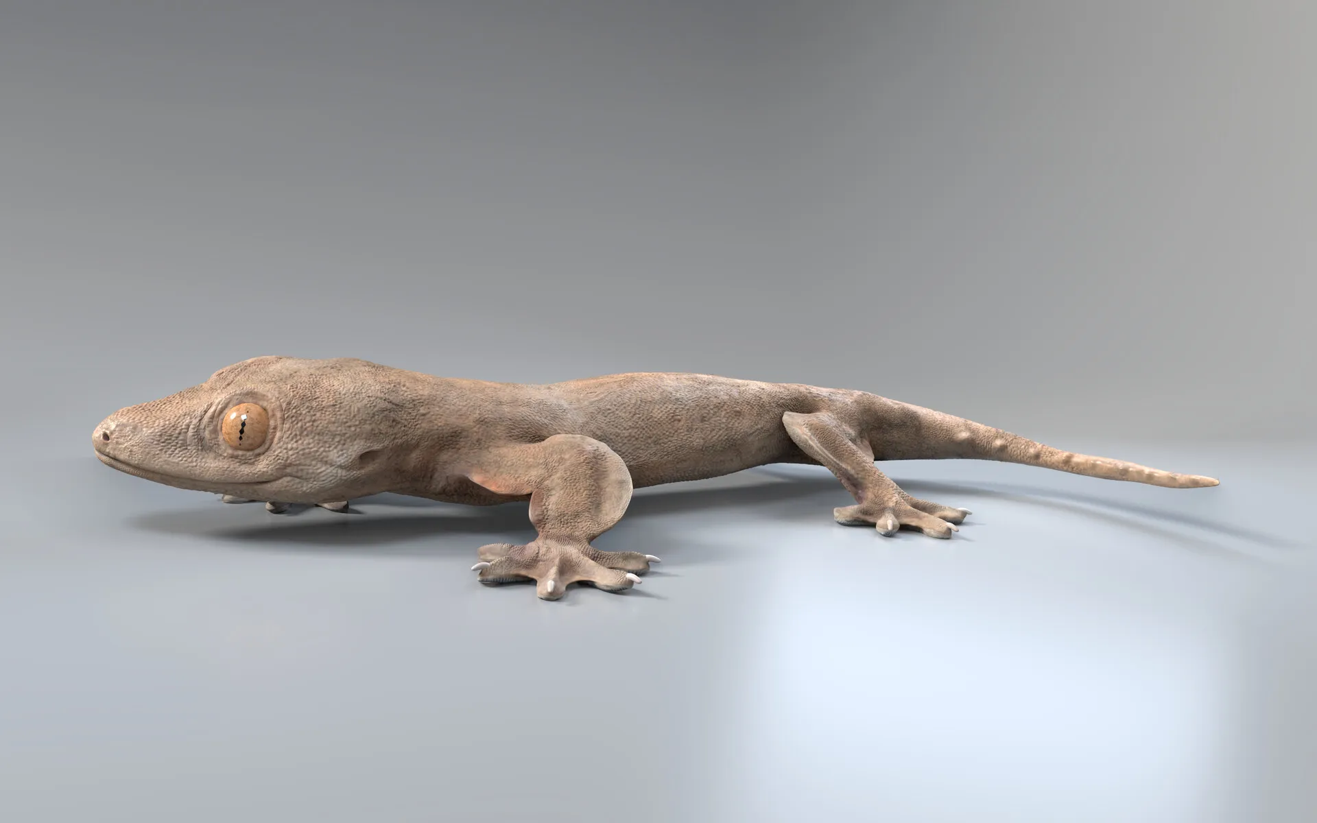 Flap-legged gecko (Luperosaurus macgregorii)