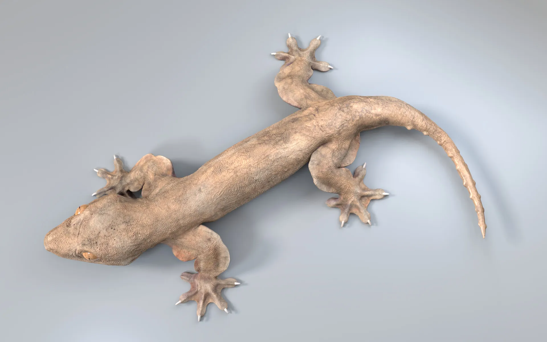 Flap-legged gecko (Luperosaurus macgregorii) — image 2