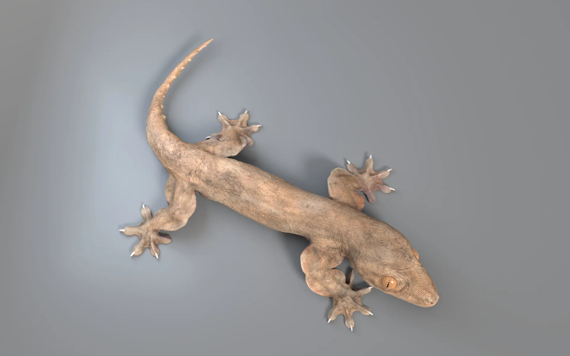 Flap-legged gecko (Luperosaurus macgregorii) — image 3
