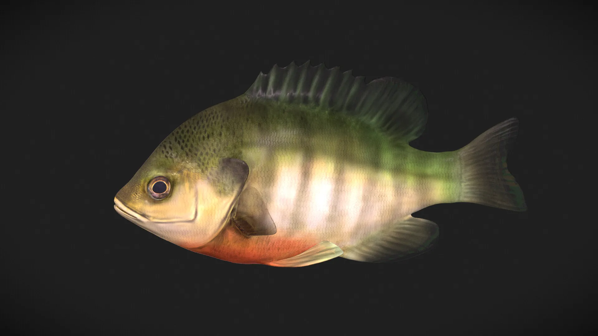 James River Experience Aquatic Life
