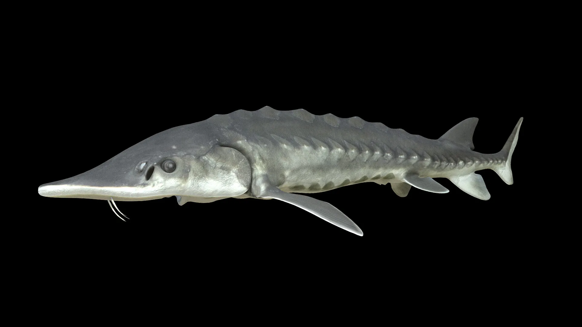 James River Experience Aquatic Life — image 3