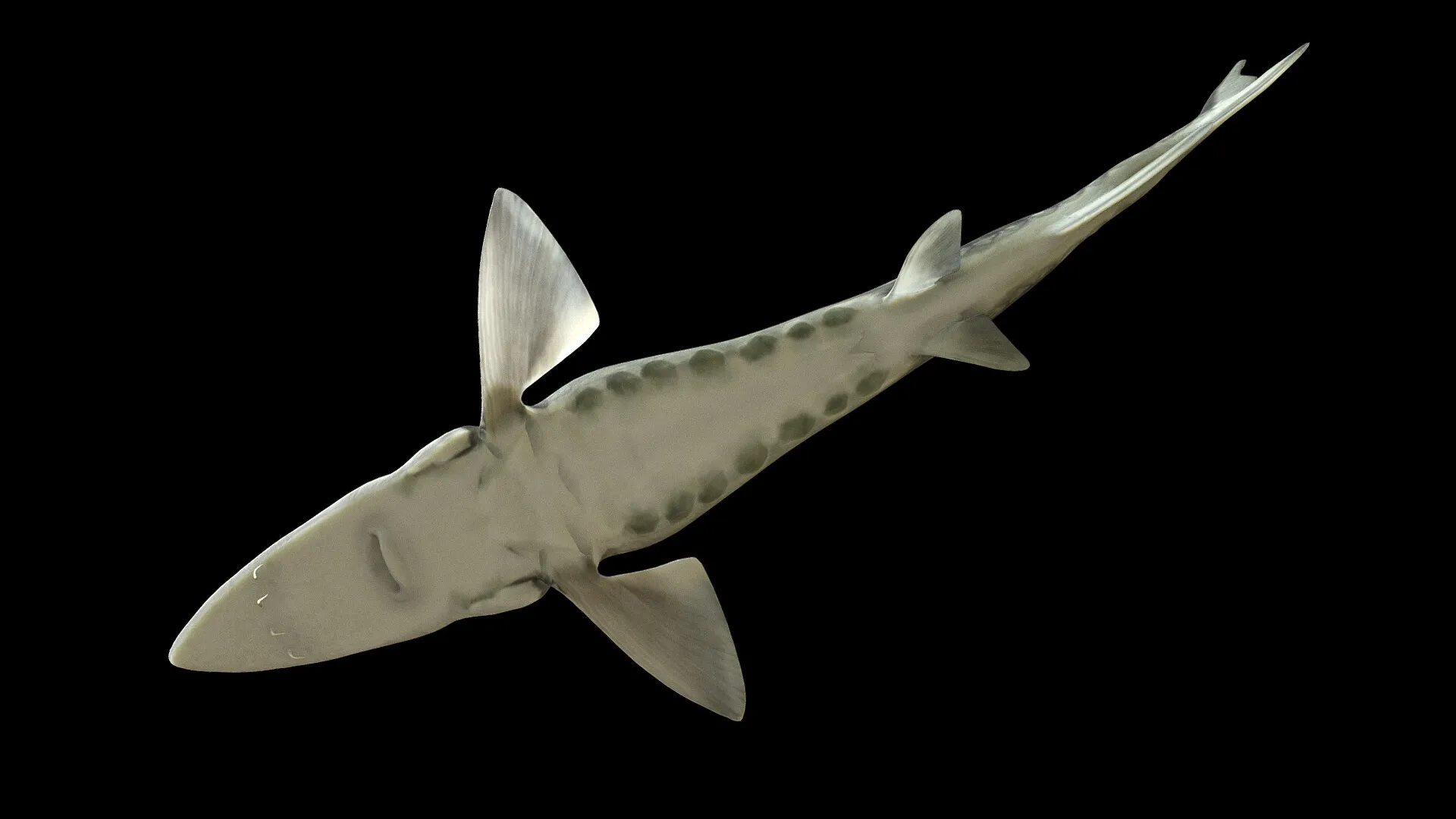 James River Experience Aquatic Life — image 4