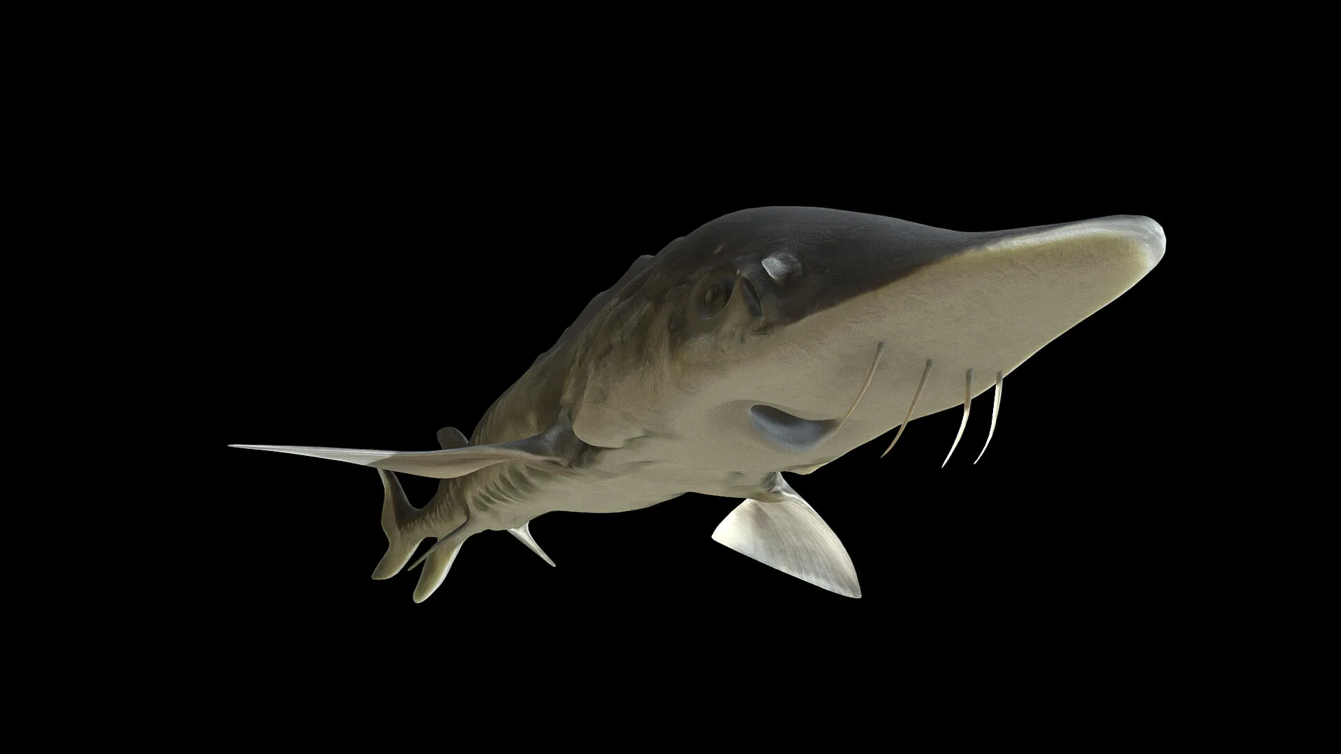 James River Experience Aquatic Life — image 5