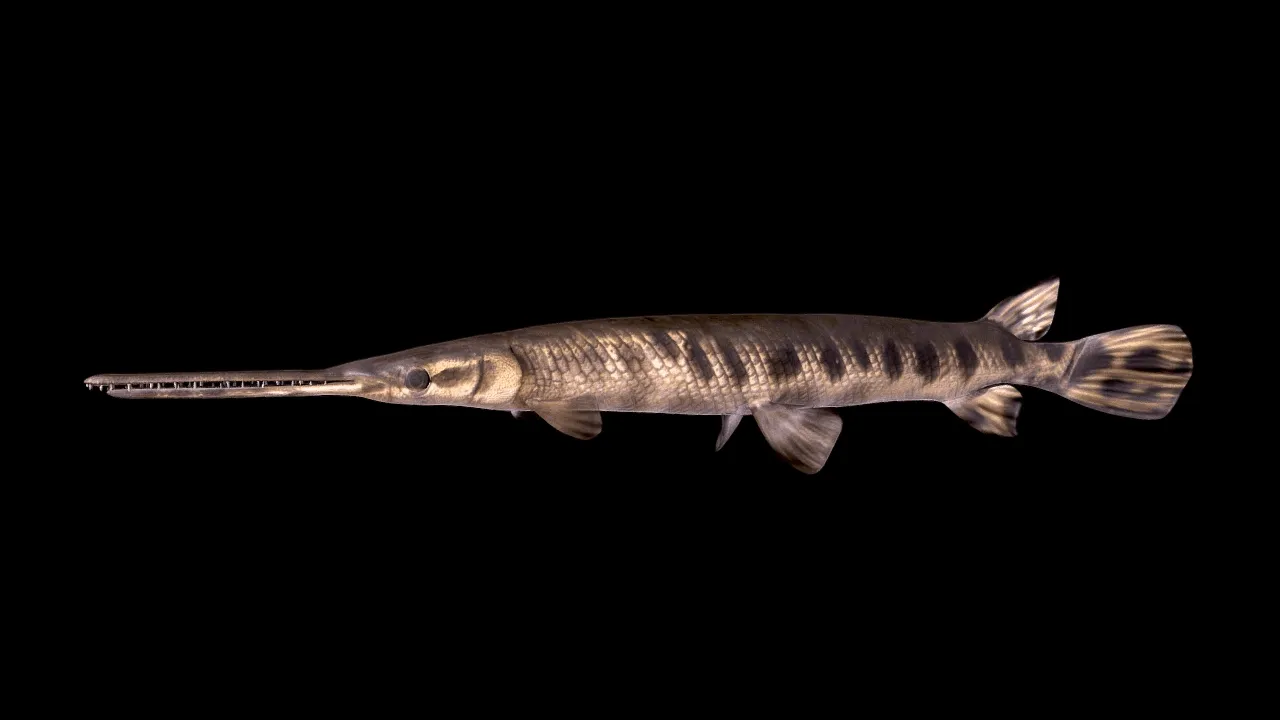 James River Experience Aquatic Life — image 6