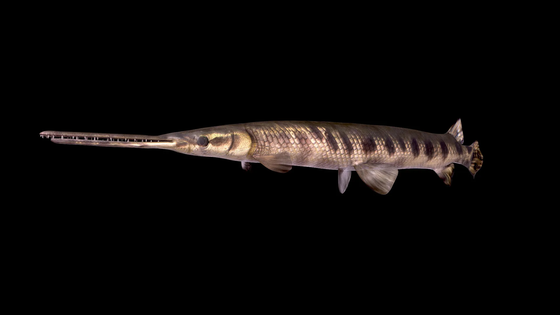 James River Experience Aquatic Life — image 7