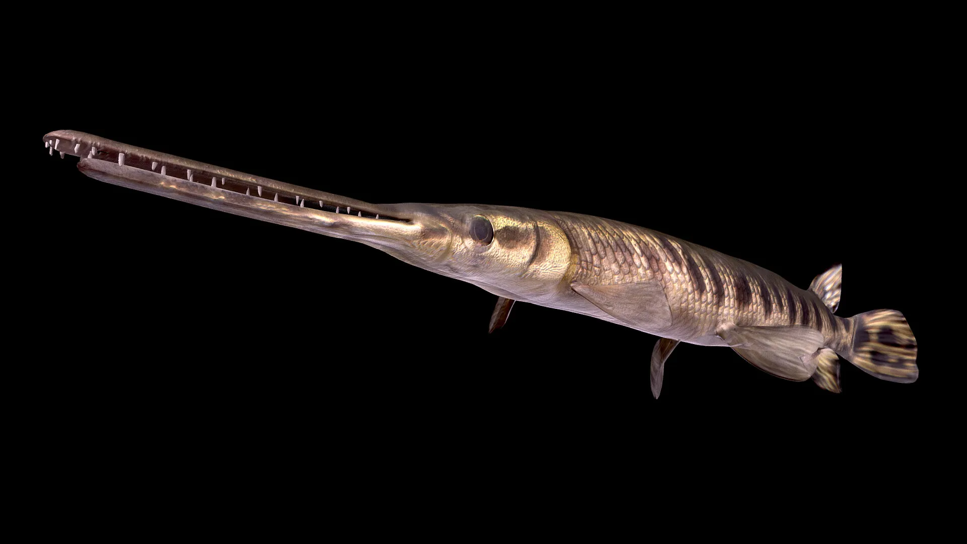 James River Experience Aquatic Life — image 8