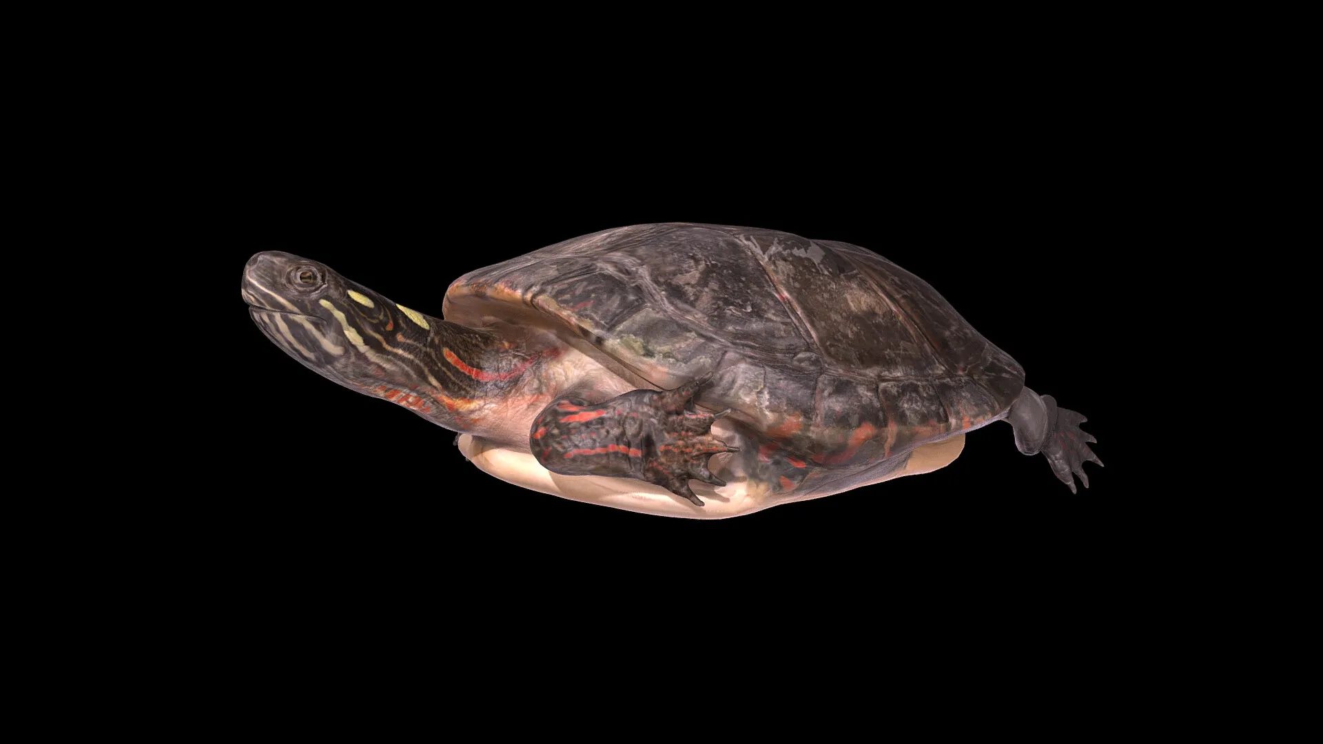 James River Experience Aquatic Life — image 9