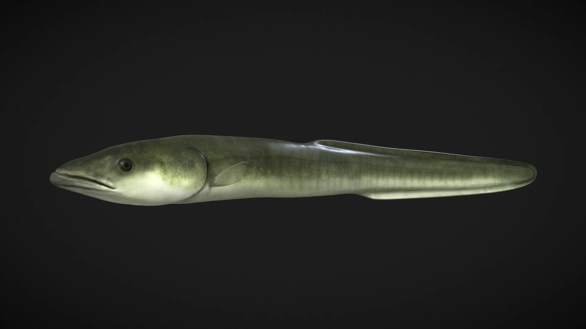 James River Experience Aquatic Life — image 10