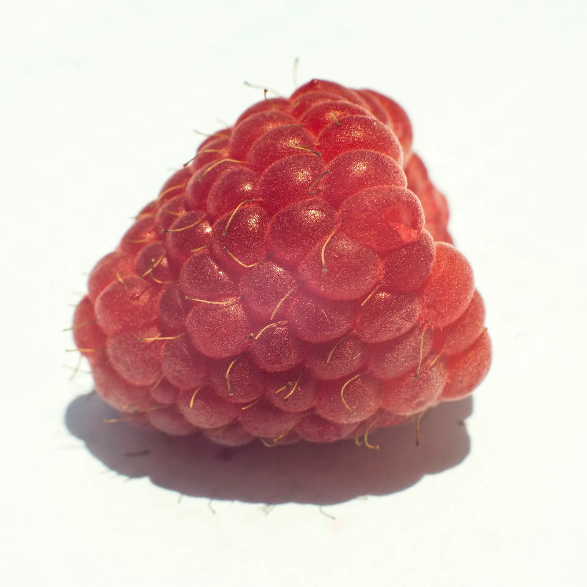 Raspberry - Practice Session — image 4