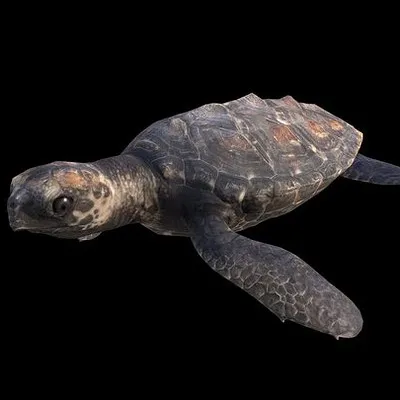 Hawksbill Sea Turtle (Eretmochelys imbricata)