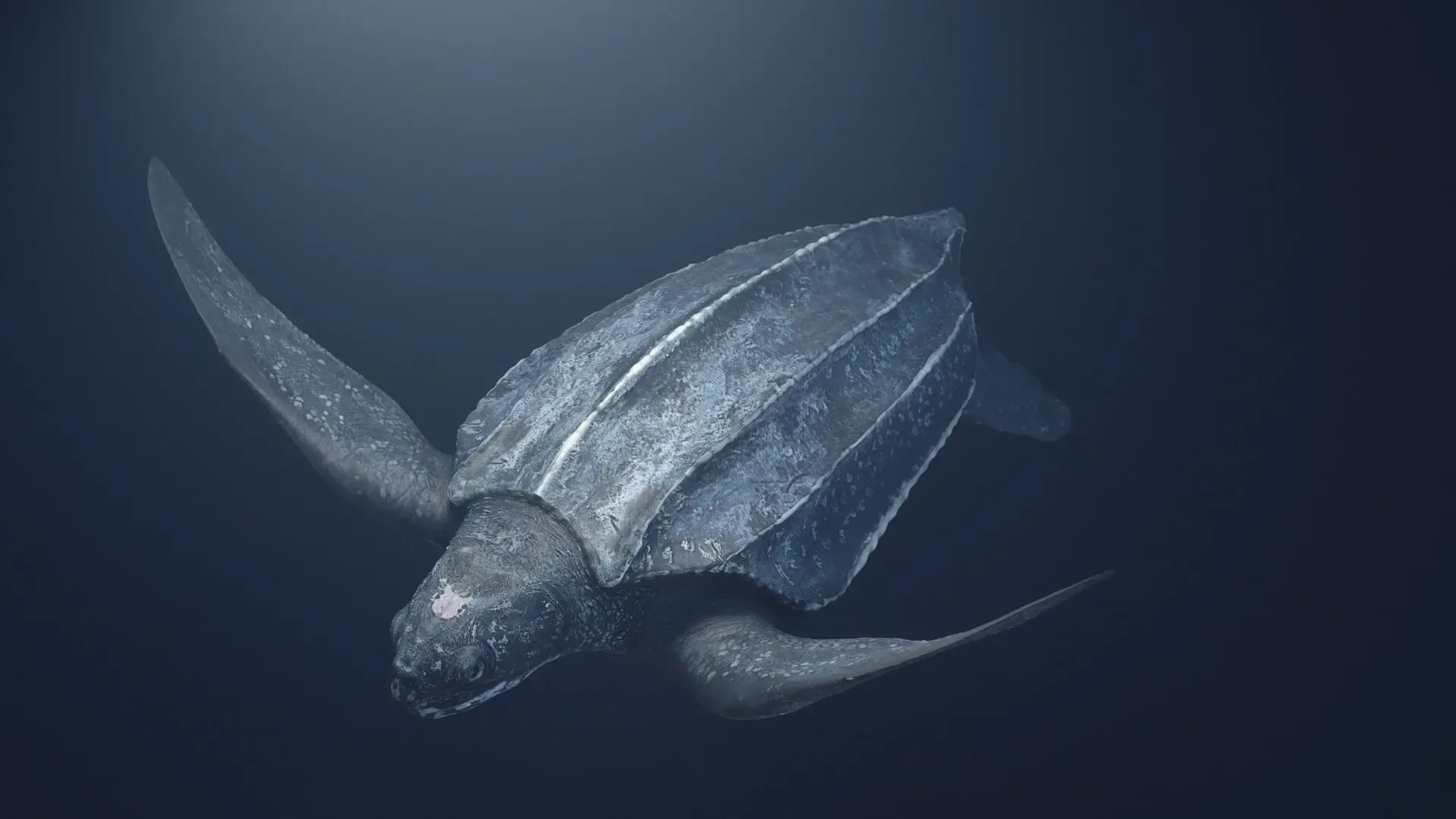 Leaderback Sea Turtle — image 1