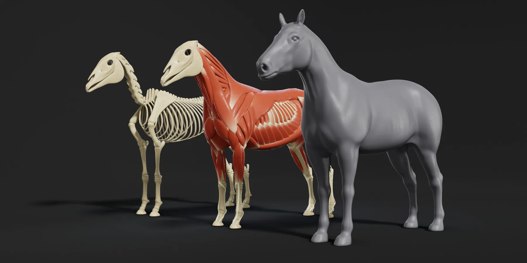 Horse Écorché