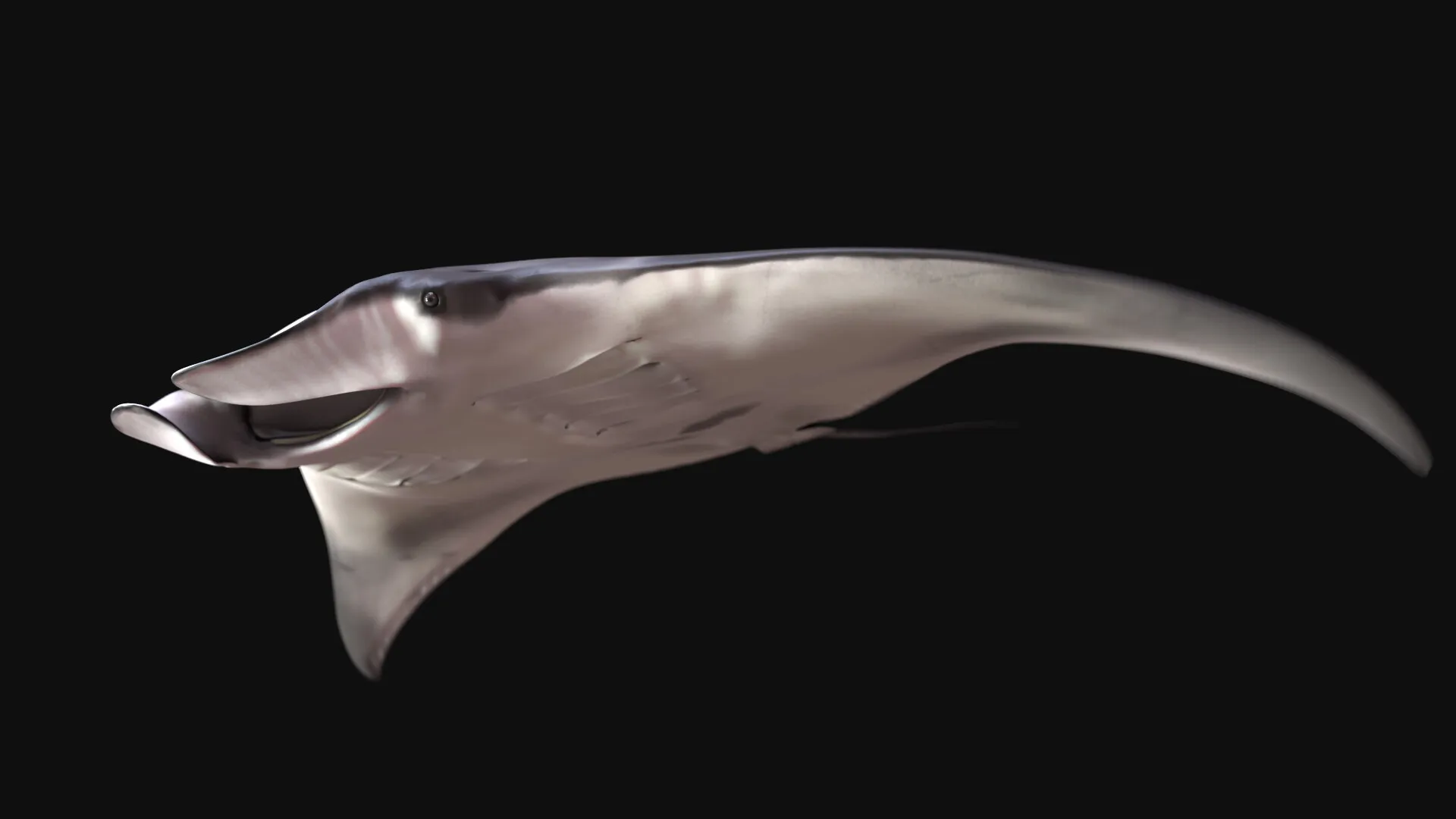 Manta Ray — image 1