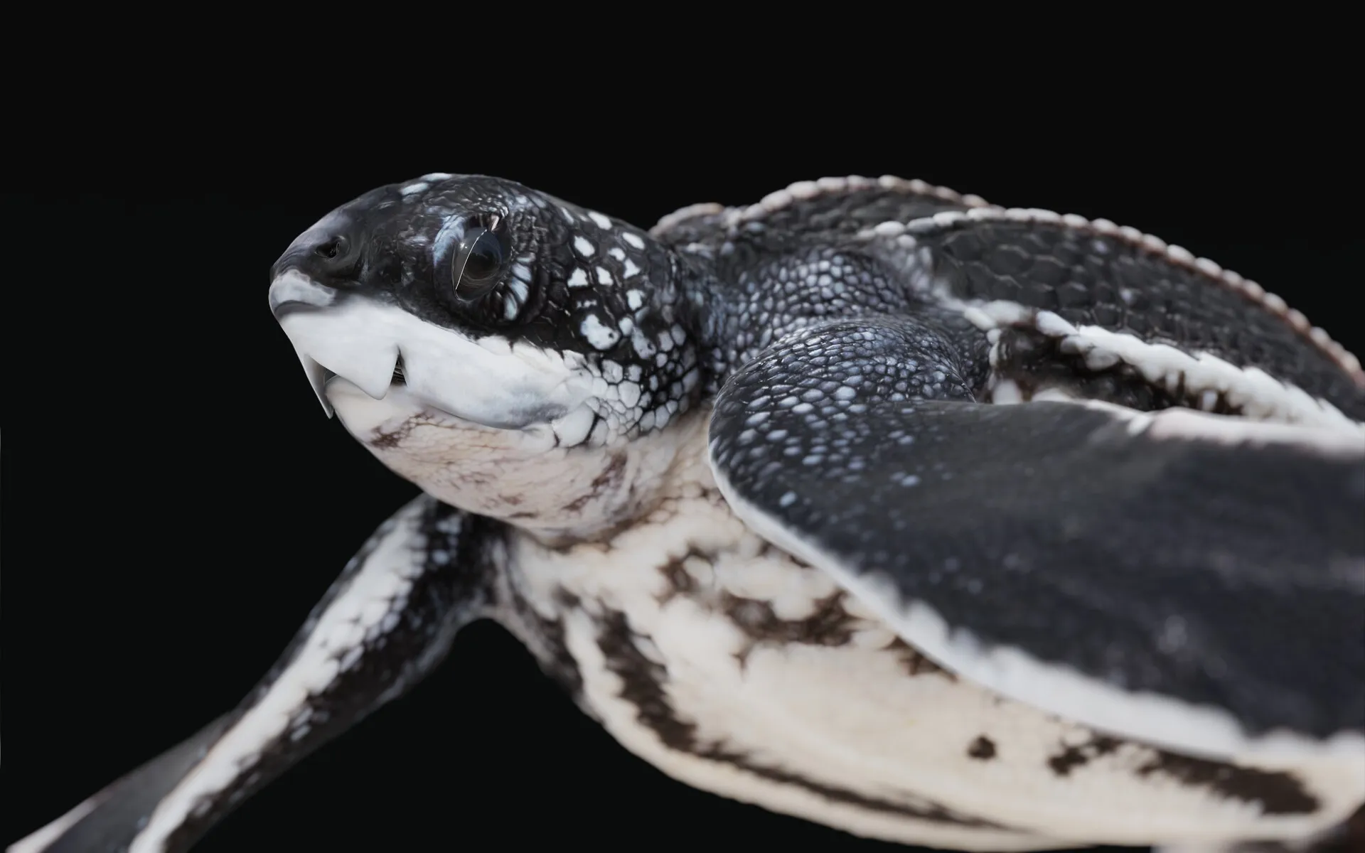 Juvenile Leatherback Sea Turtle — image 1
