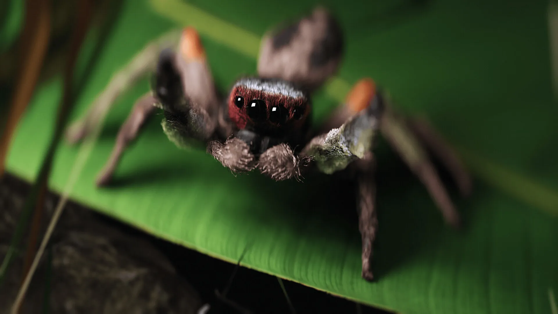 Jumping Spider