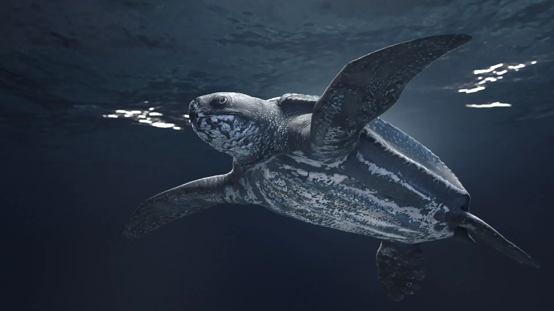 Leaderback Sea Turtle — image 2