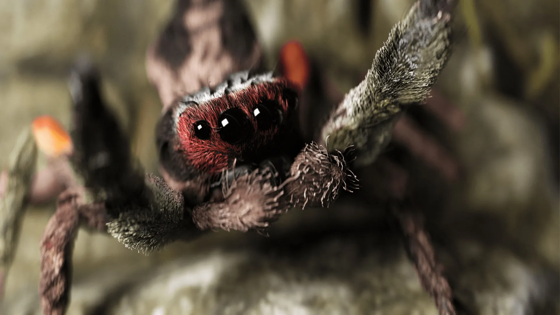 Jumping Spider — image 2