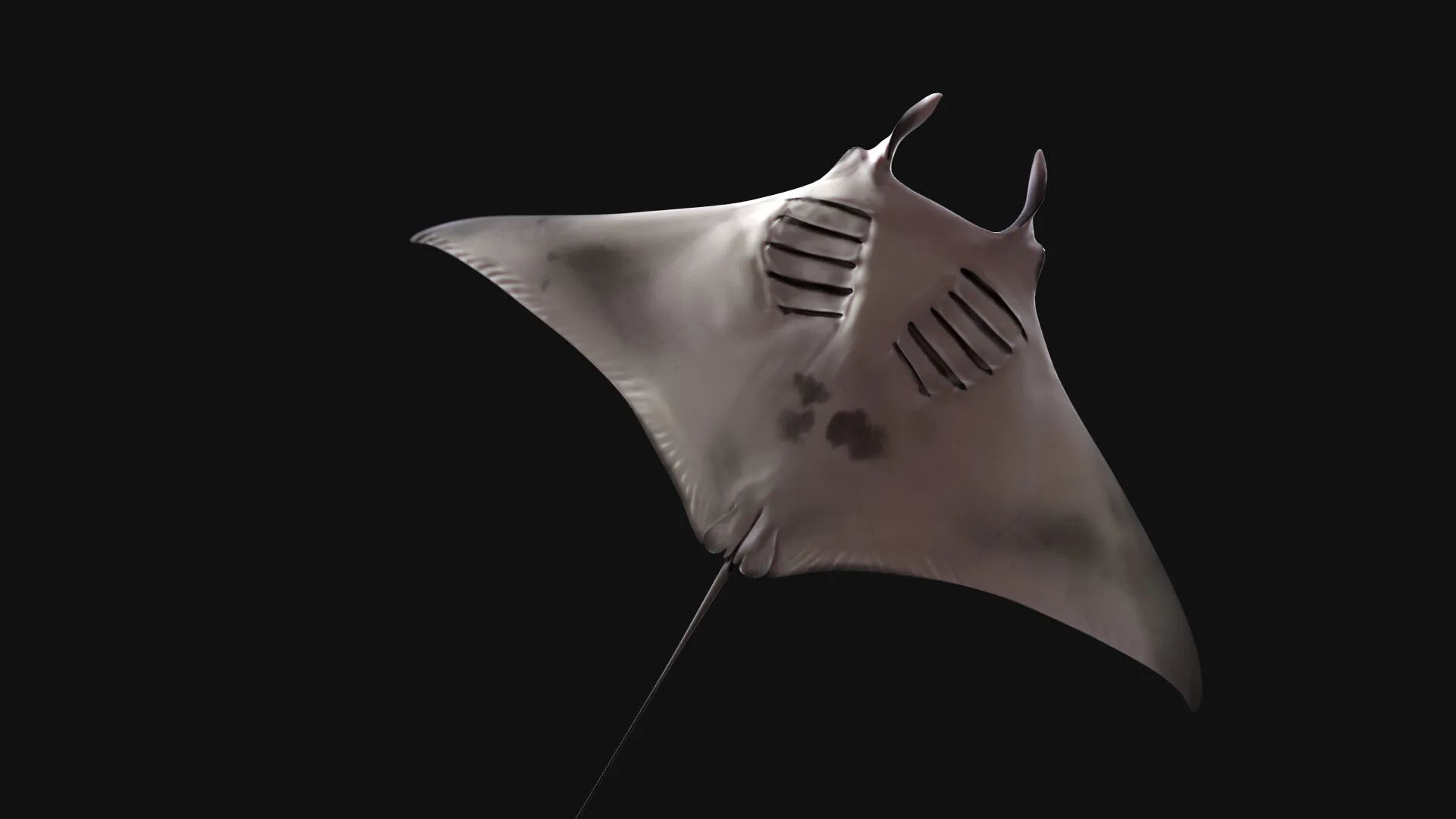 Manta Ray — image 2