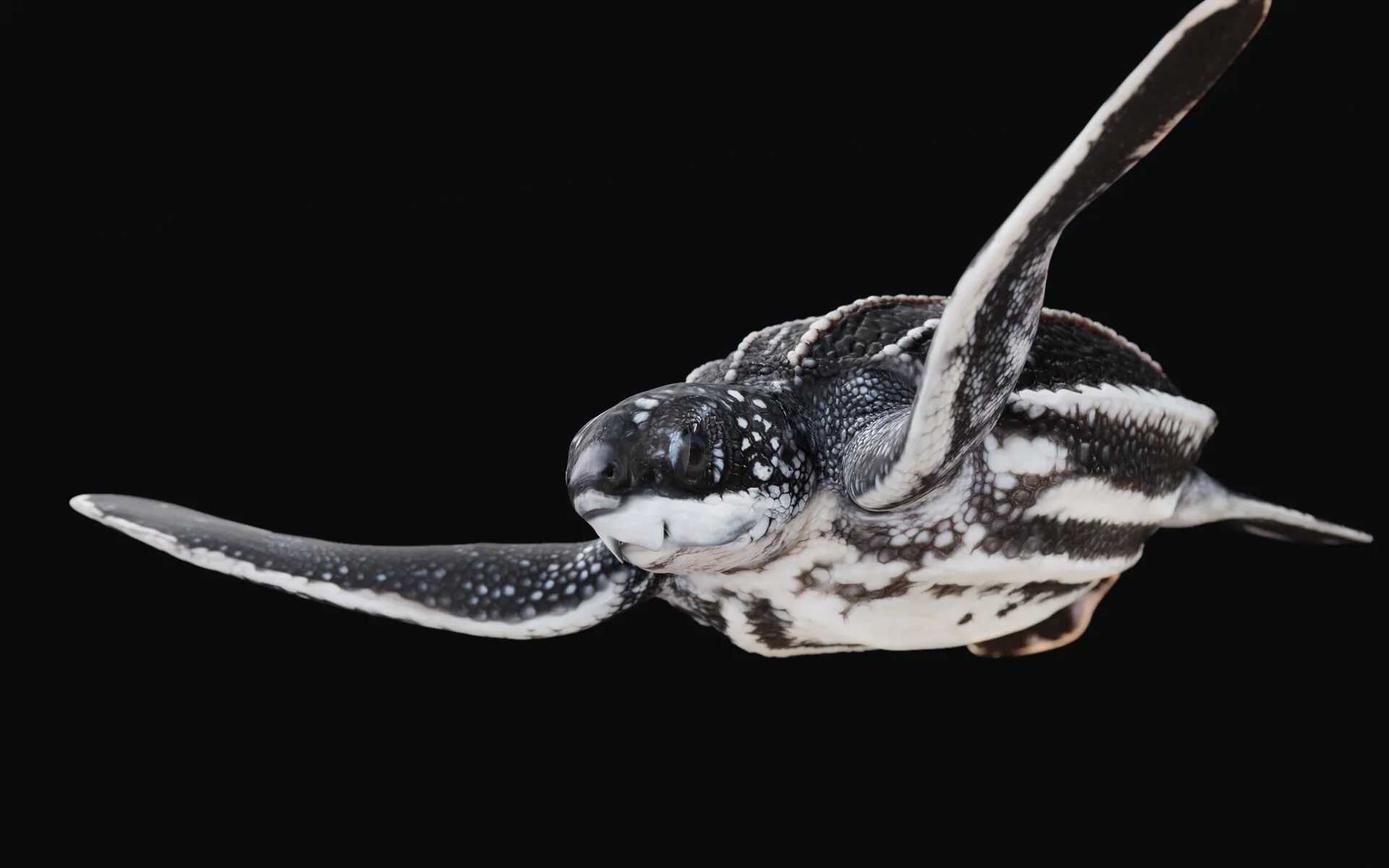 Juvenile Leatherback Sea Turtle — image 2