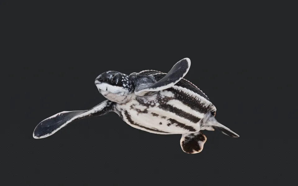 Juvenile Leatherback Sea Turtle — image 3