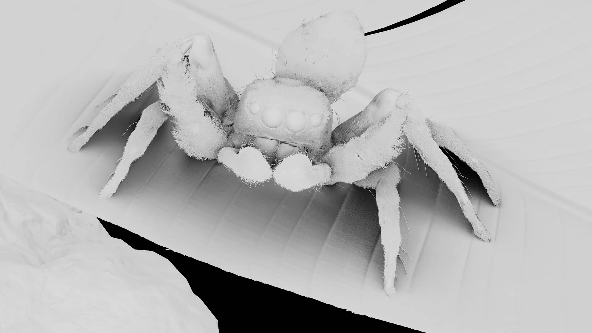 Jumping Spider — image 3