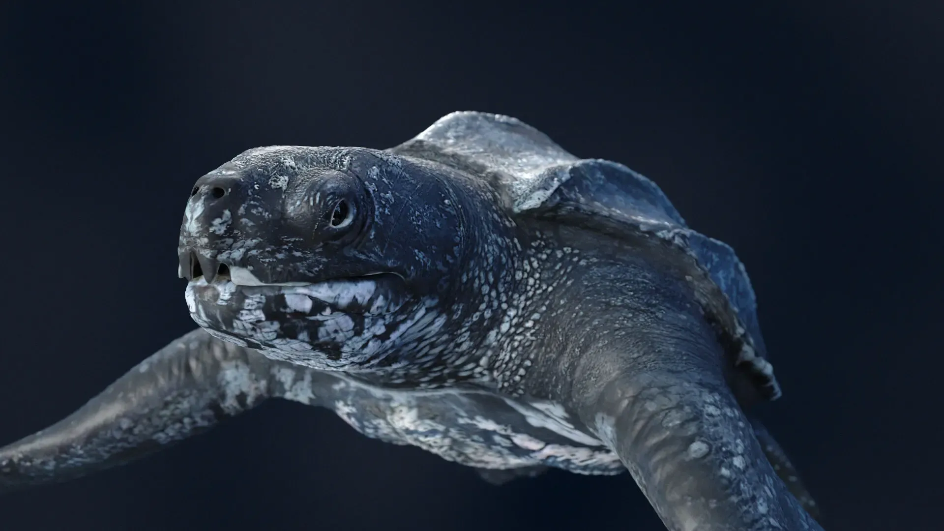 Leaderback Sea Turtle — image 3