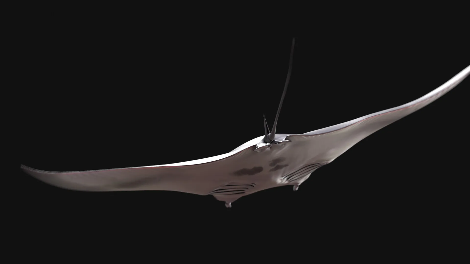 Manta Ray — image 3