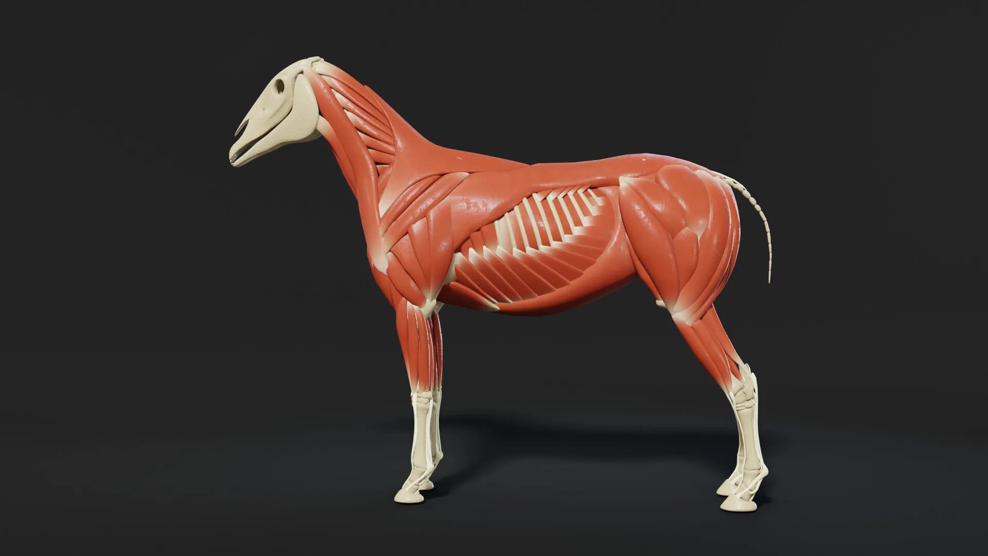 Horse Écorché — image 4