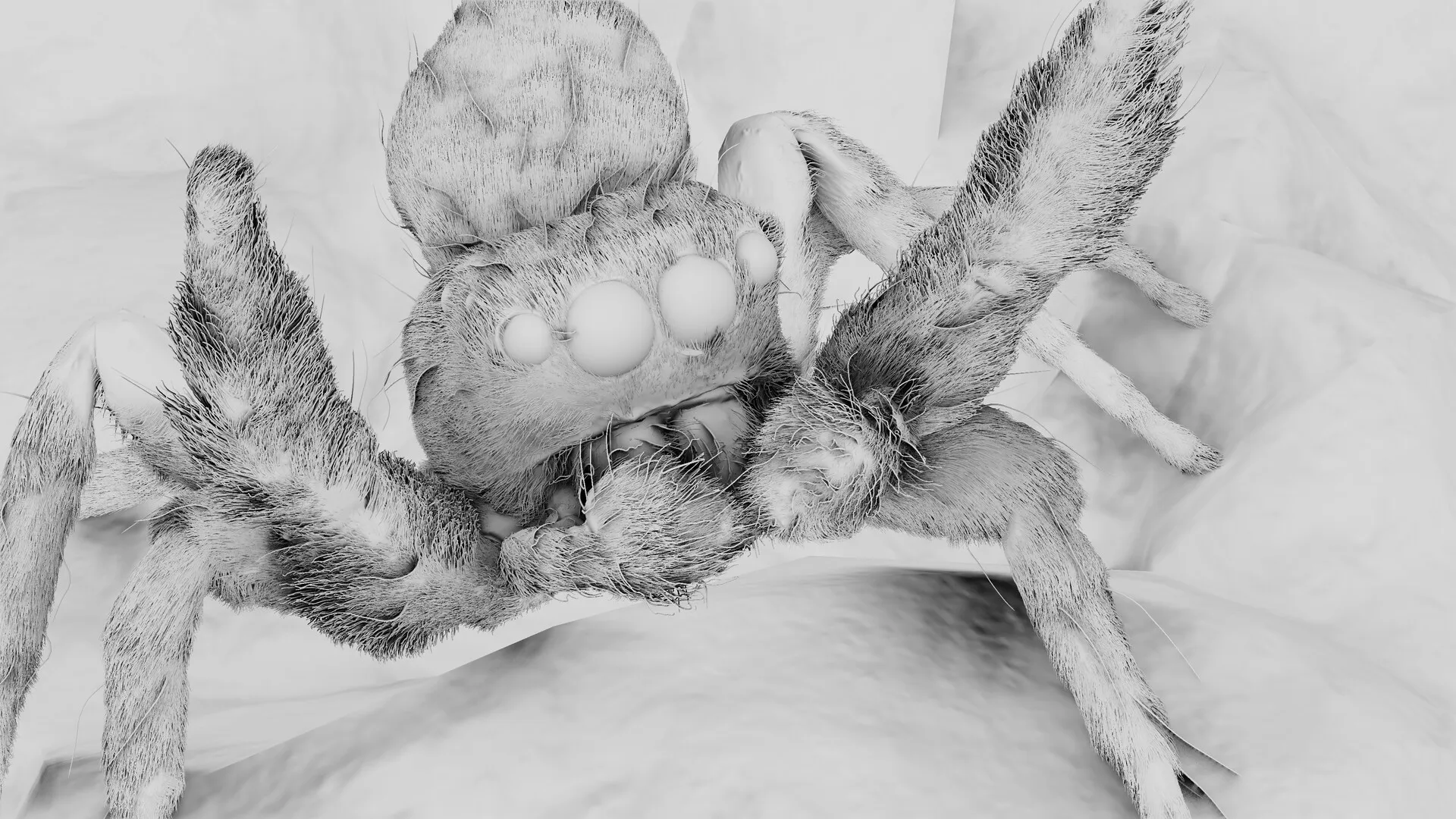 Jumping Spider — image 4