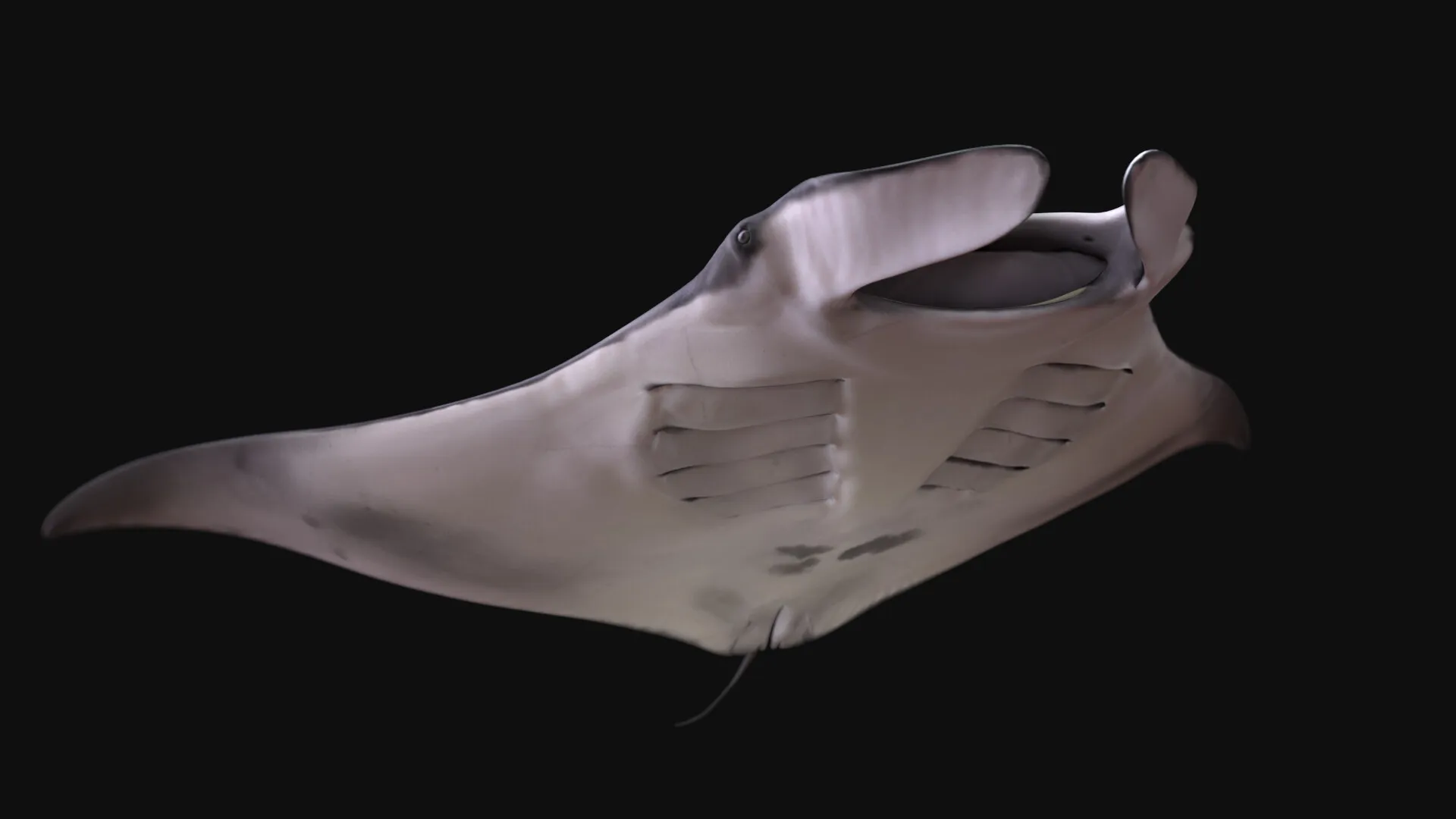 Manta Ray — image 4