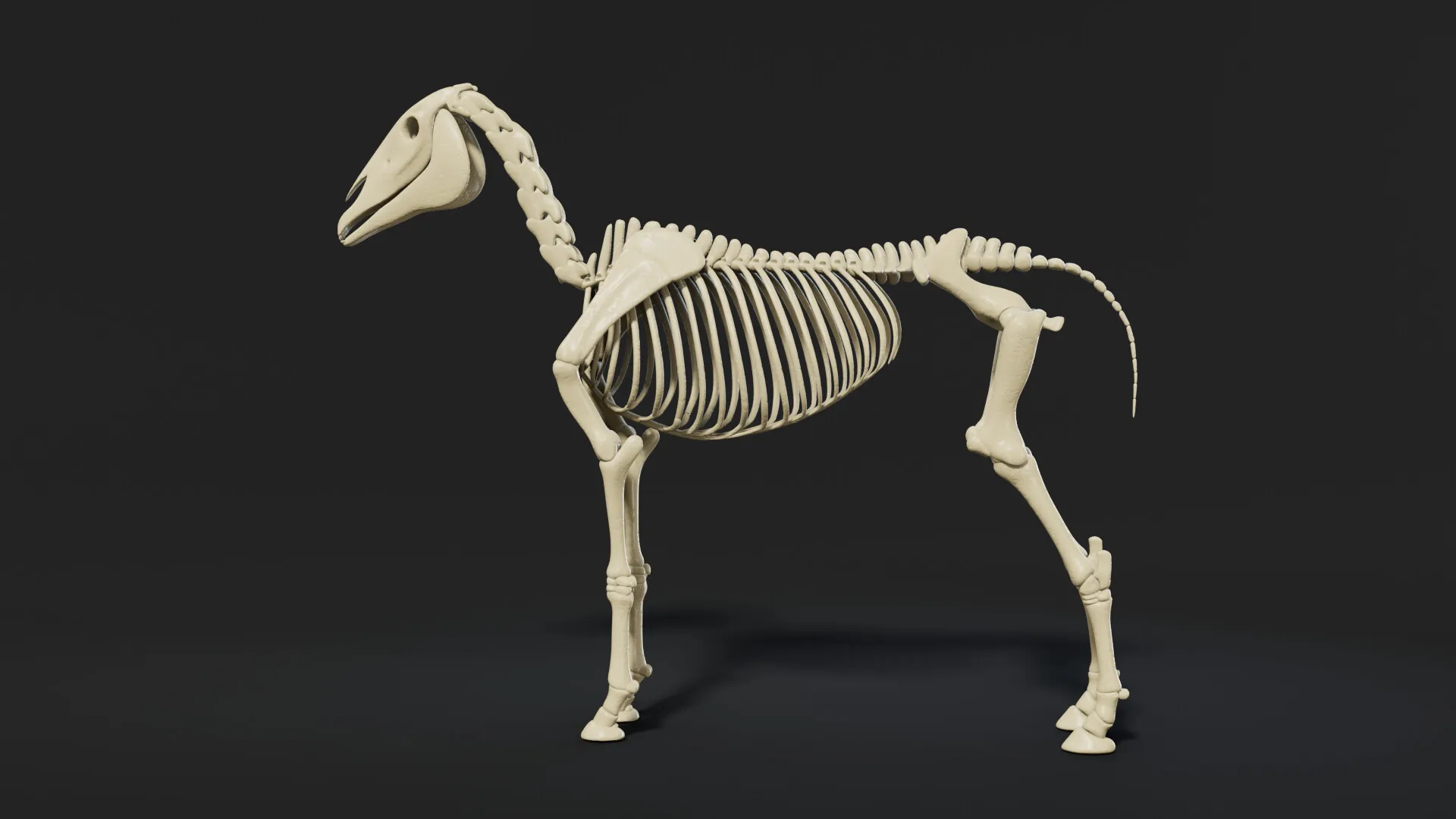 Horse Écorché — image 5